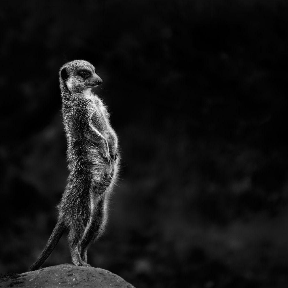 1000x1000 Photo Wallpaper The Meerkat. Order now!!