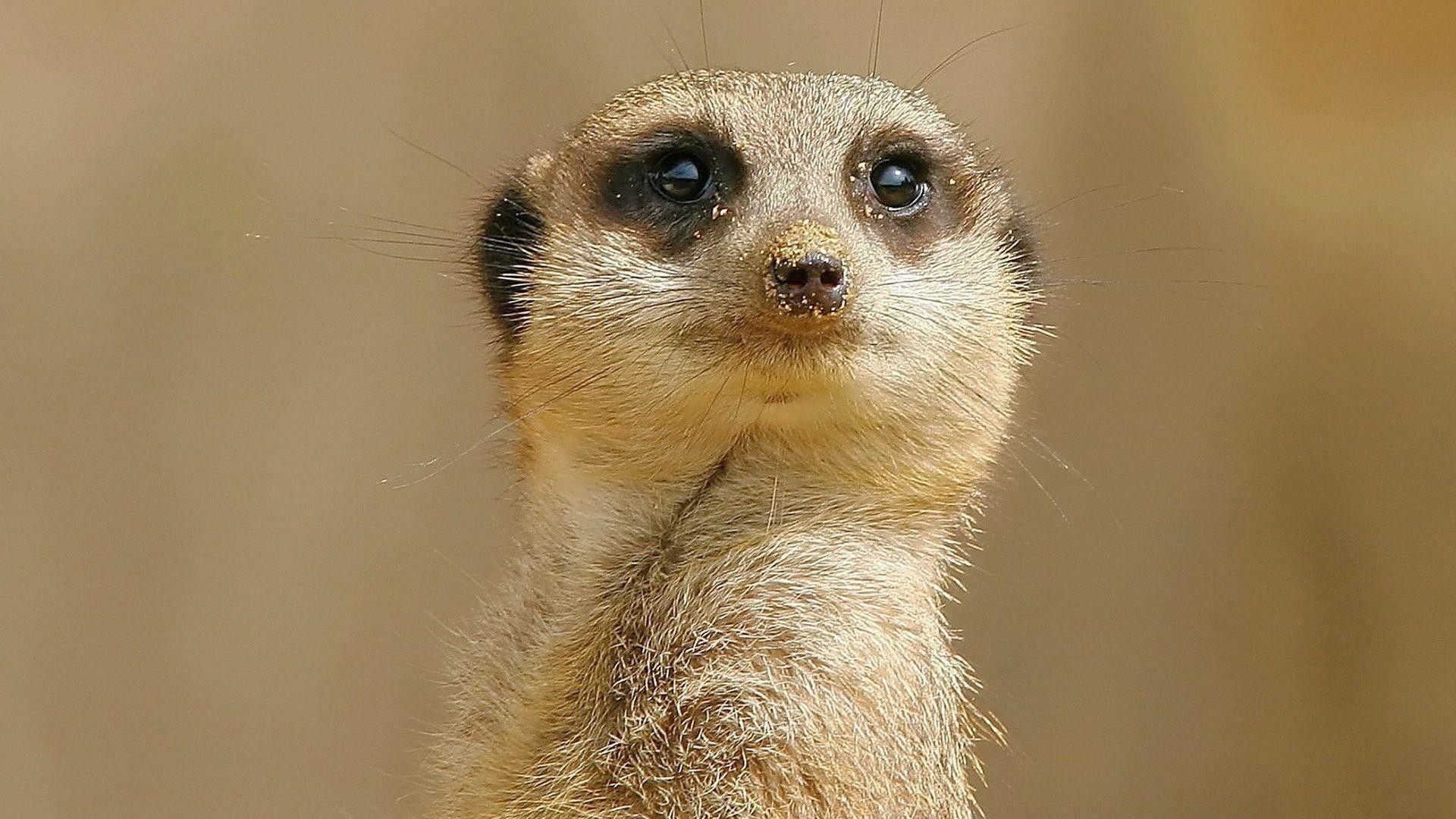 1920x1080 Meerkat Wallpaper