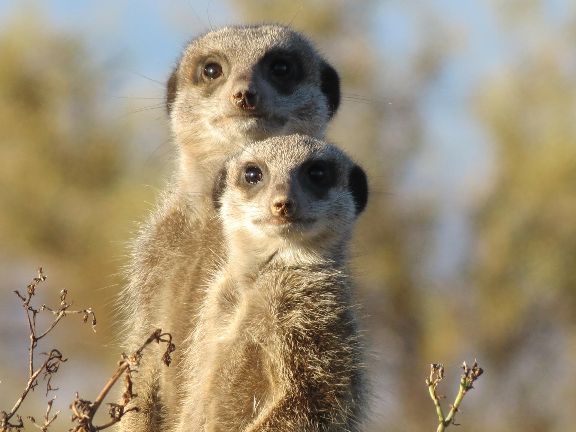 1920x1440 Meerkat Wallpaper HD for Android
