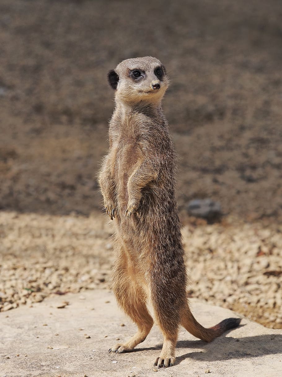 910x1213 HD wallpaper: meerkat, standing, portrait, lookout, looking, guard