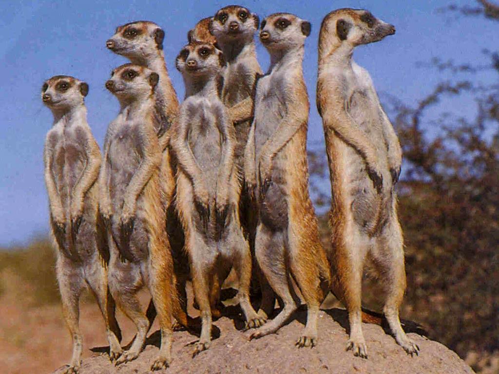 1024x768 Free Meerkat Wallpaper