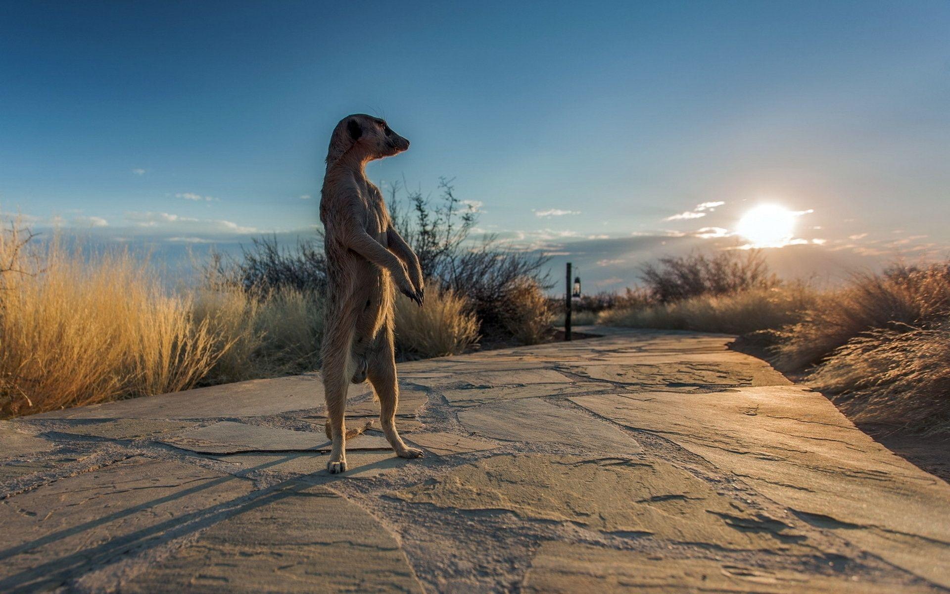 1920x1200 Awesome Meerkat Wallpaper