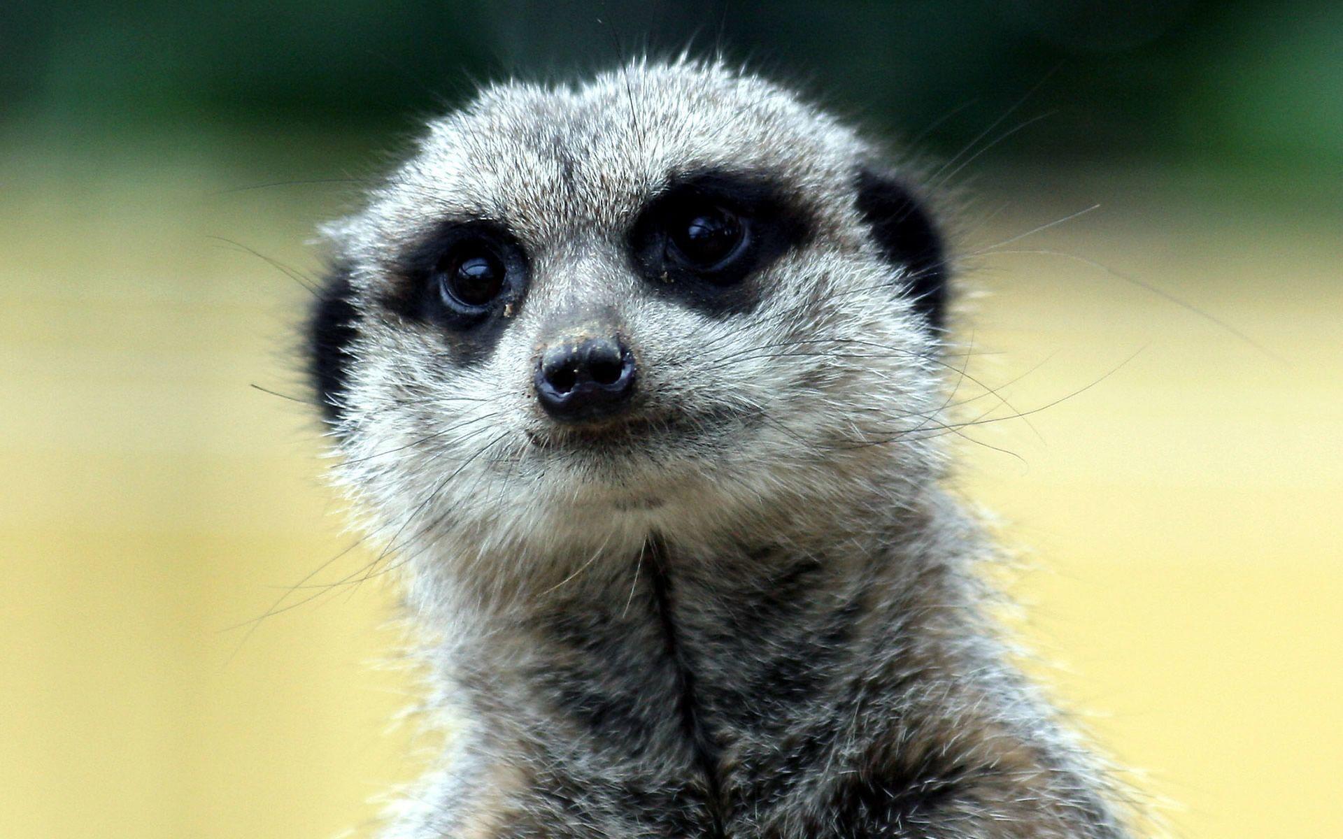 1920x1200 Meerkat Wallpaper