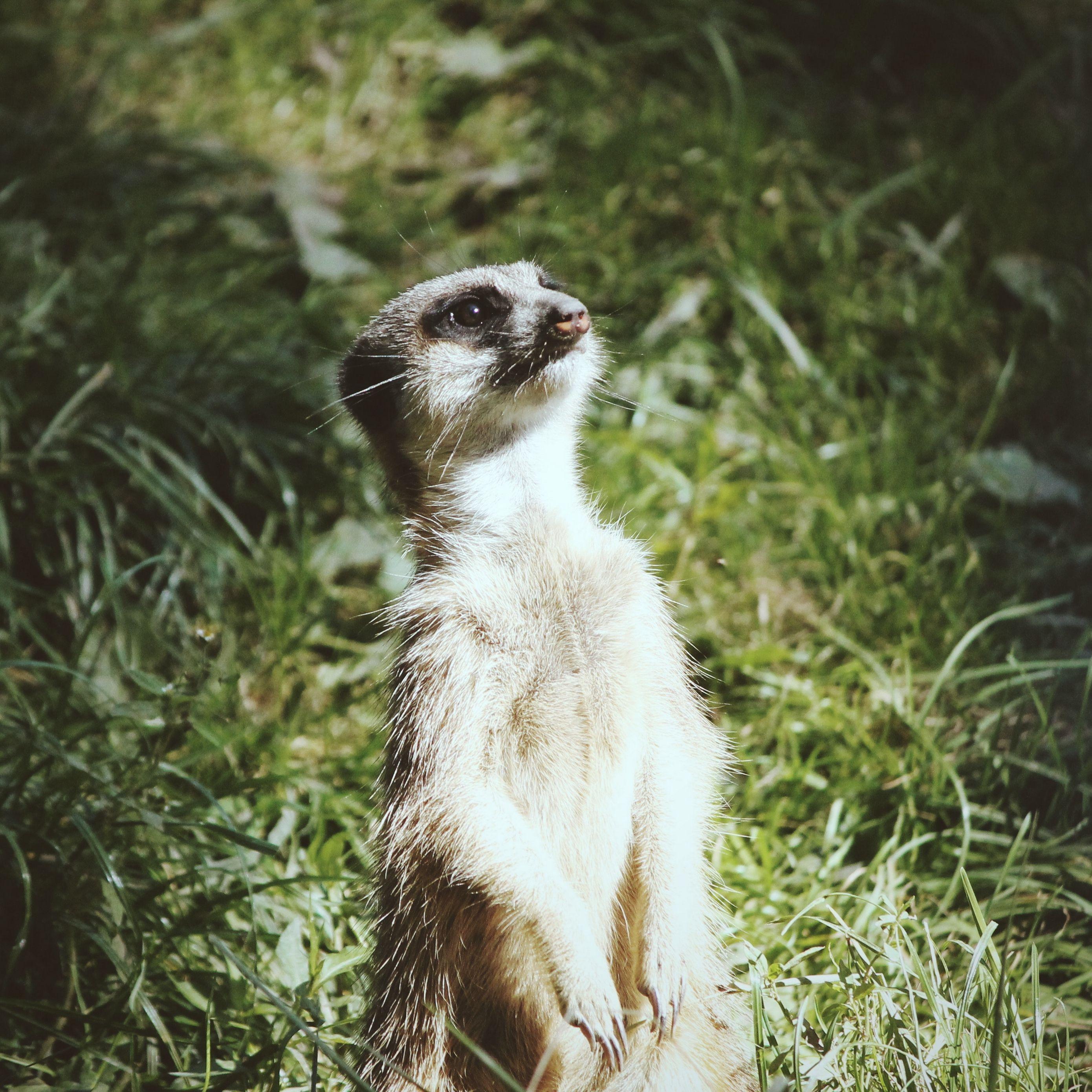 2780x2780 Download wallpaper 2780x2780 meerkat, standing, funny ipad air