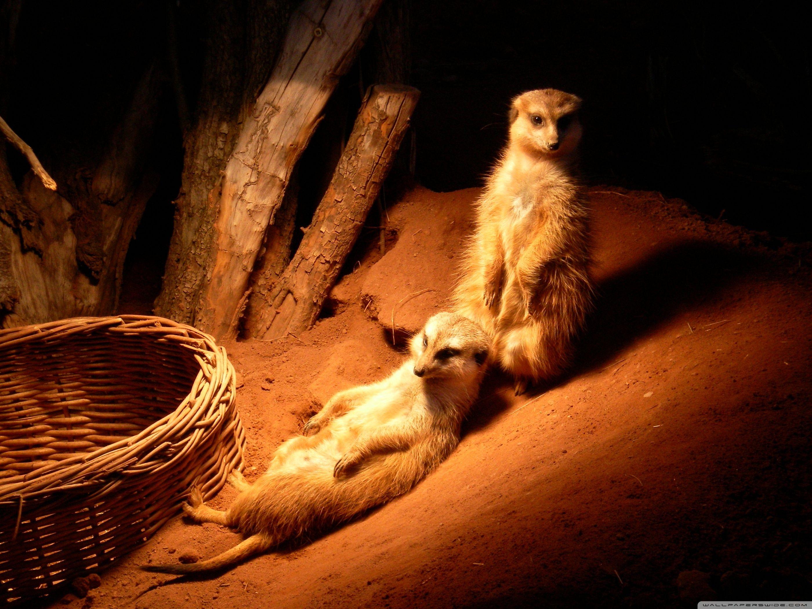2800x2100 Meerkat Ultra HD Desktop Background Wallpaper for 4K UHD TV