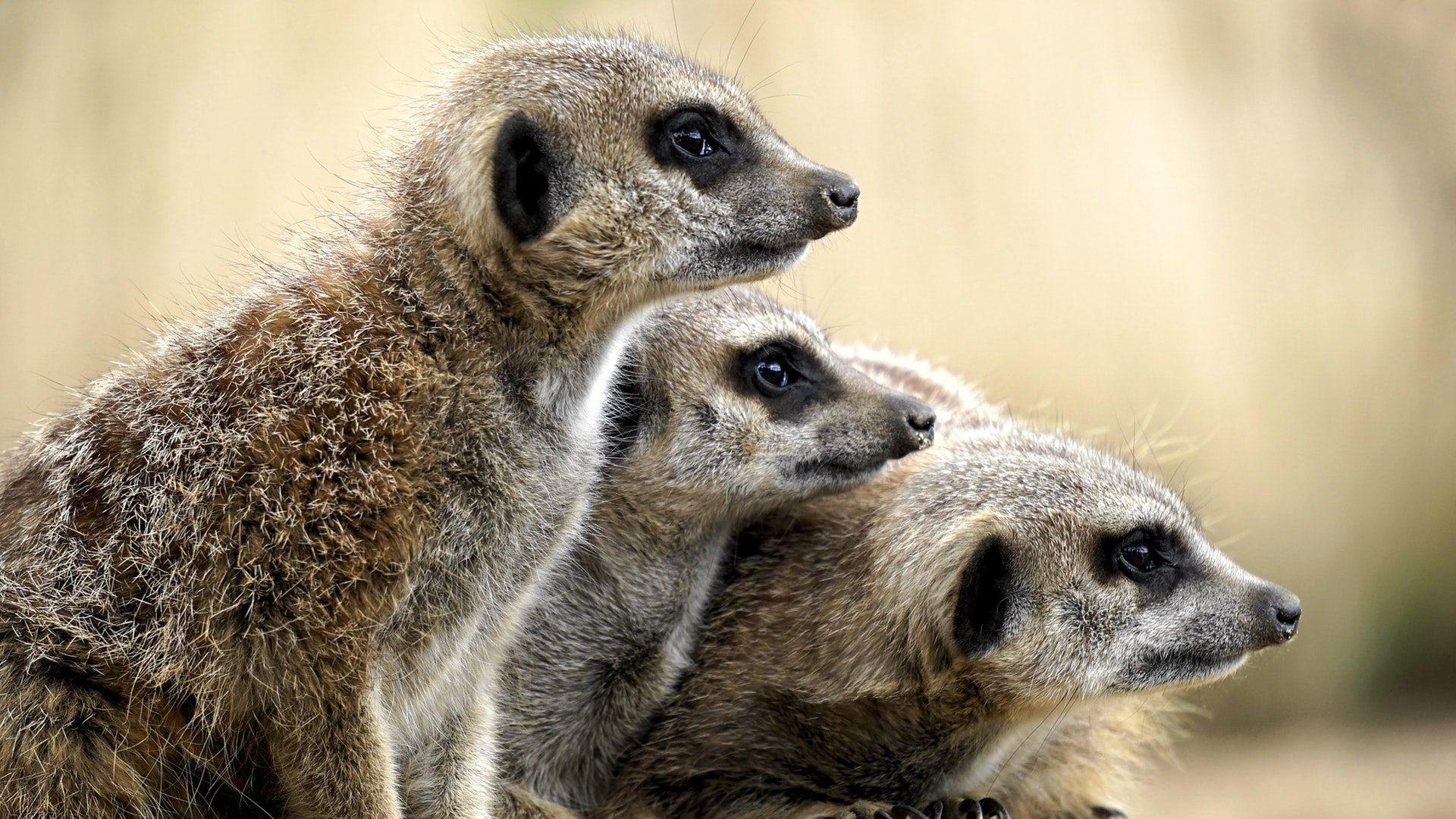 1920x1080 Meerkat Wallpaper HD Free Download