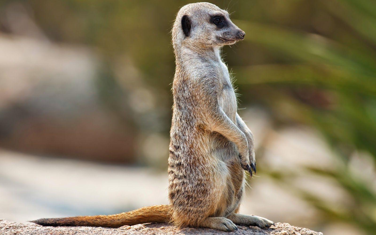 1600x1000 Meerkat