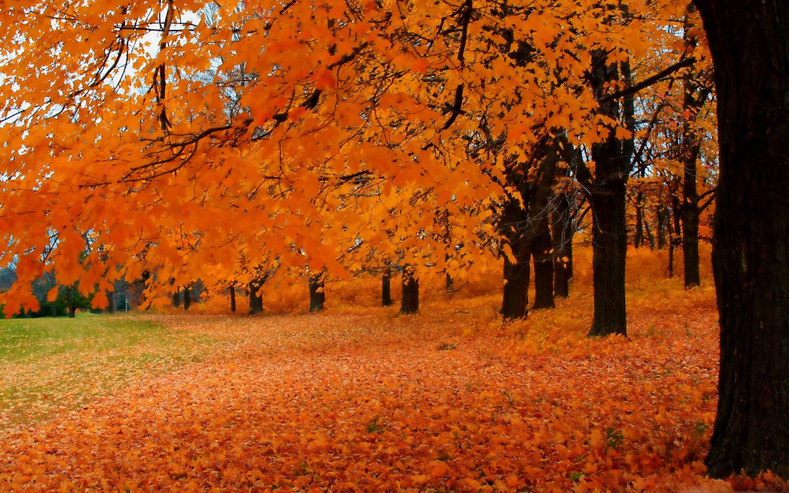 2560x1600 Autumn In Wisconsin Mac Wallpaper Download