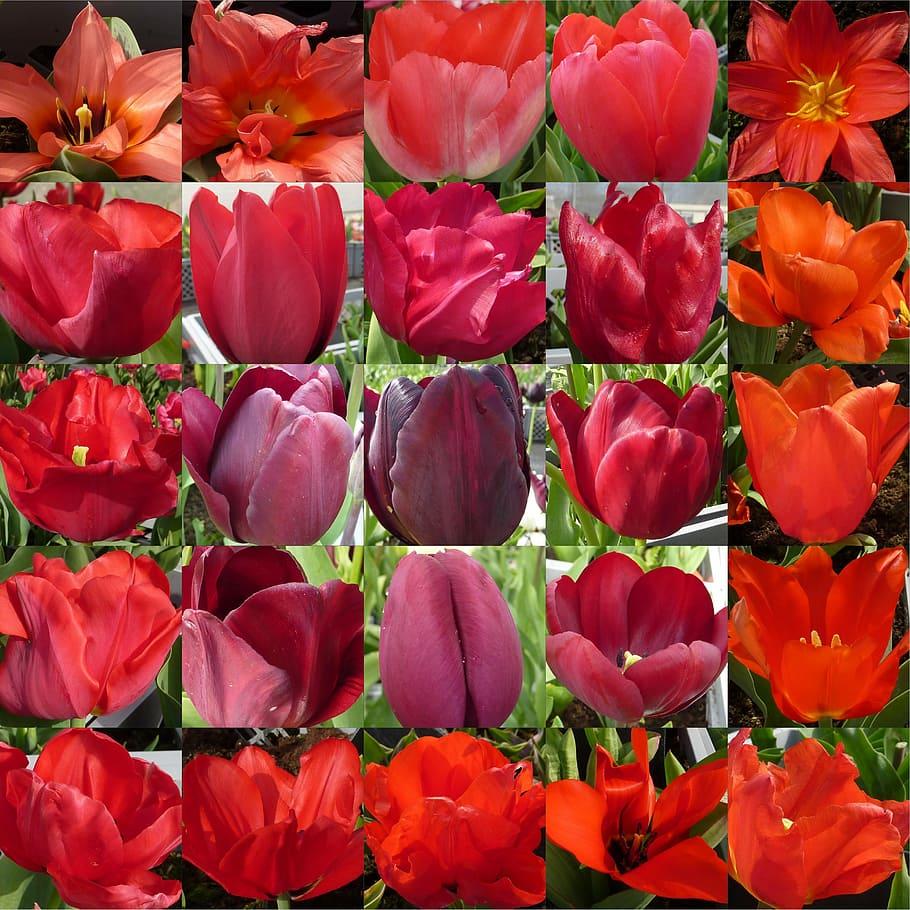 910x910 HD wallpaper: flower, tulip, red, collage, flowering plant, full