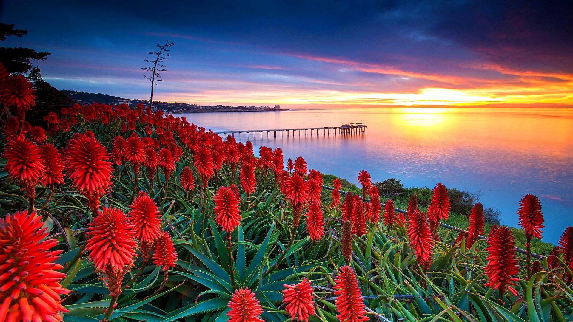 1920x1080 Nature, sky, leaf, coastline, la jolla, landscape, wildflower
