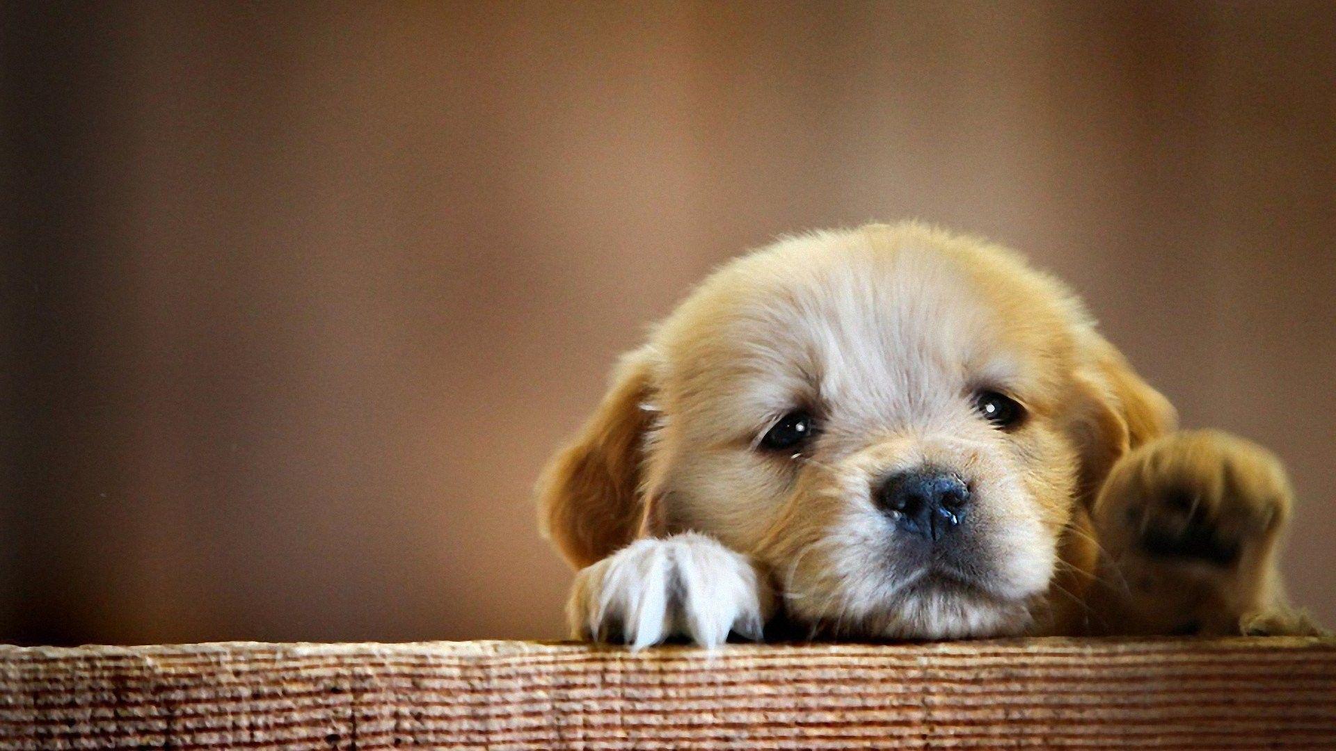 1920x1080 Baby Dogs Wallpaper