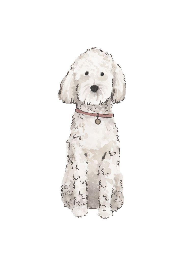 750x1050 Goldendoodle Wallpaper