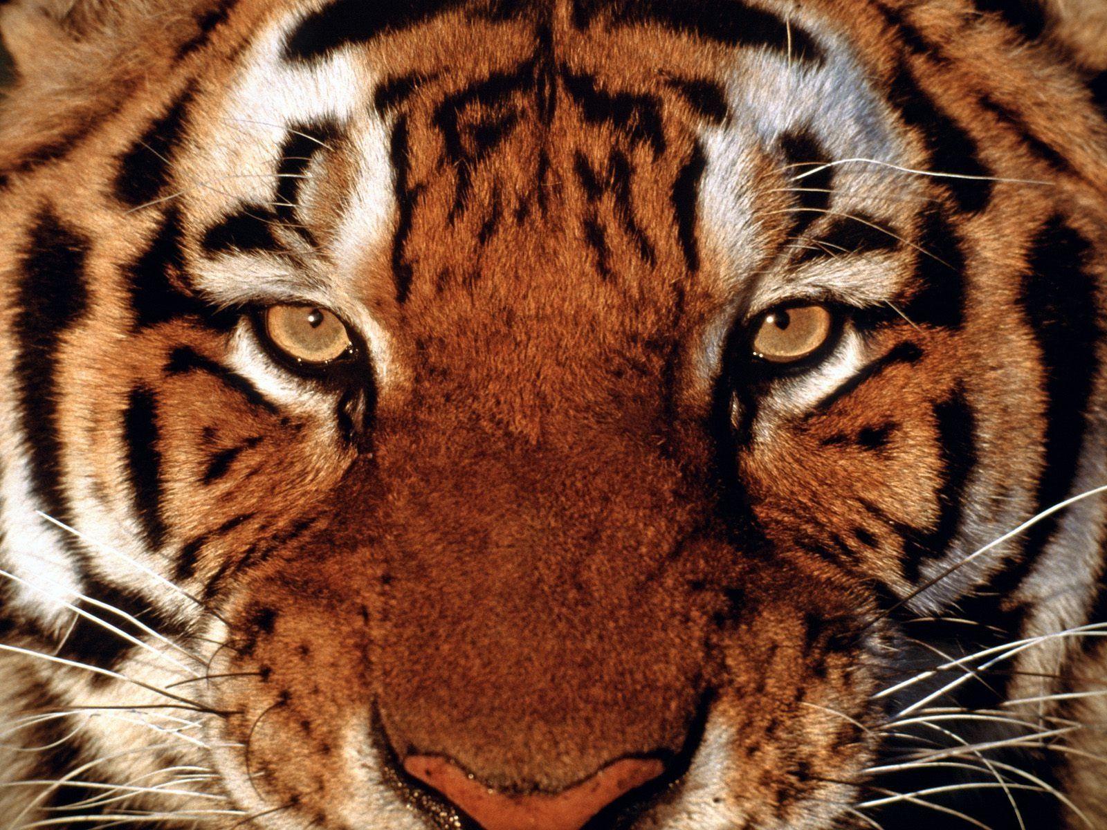 images of tigers face