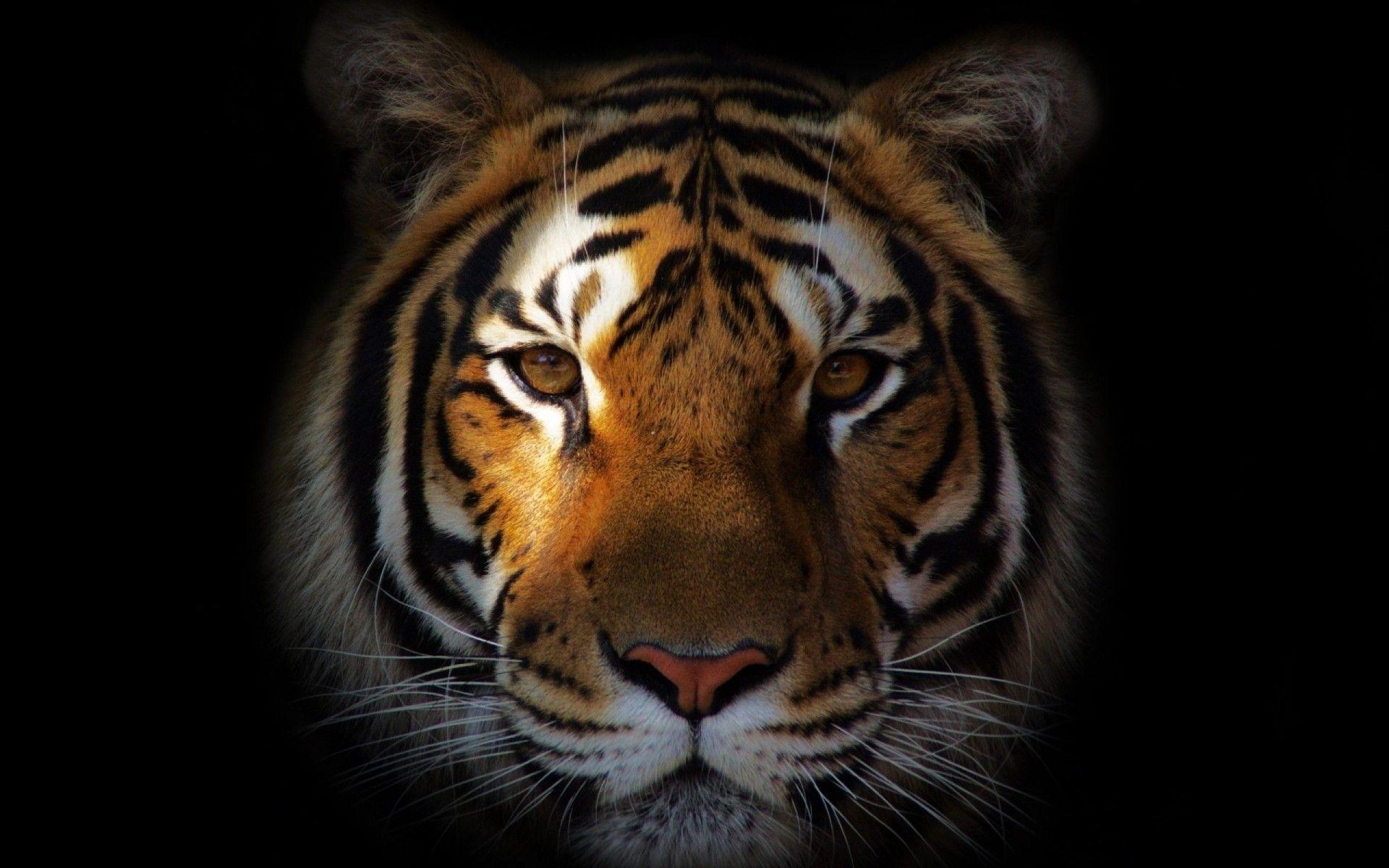1920x1200 Nice Tiger Face Wallpaper in High Quality