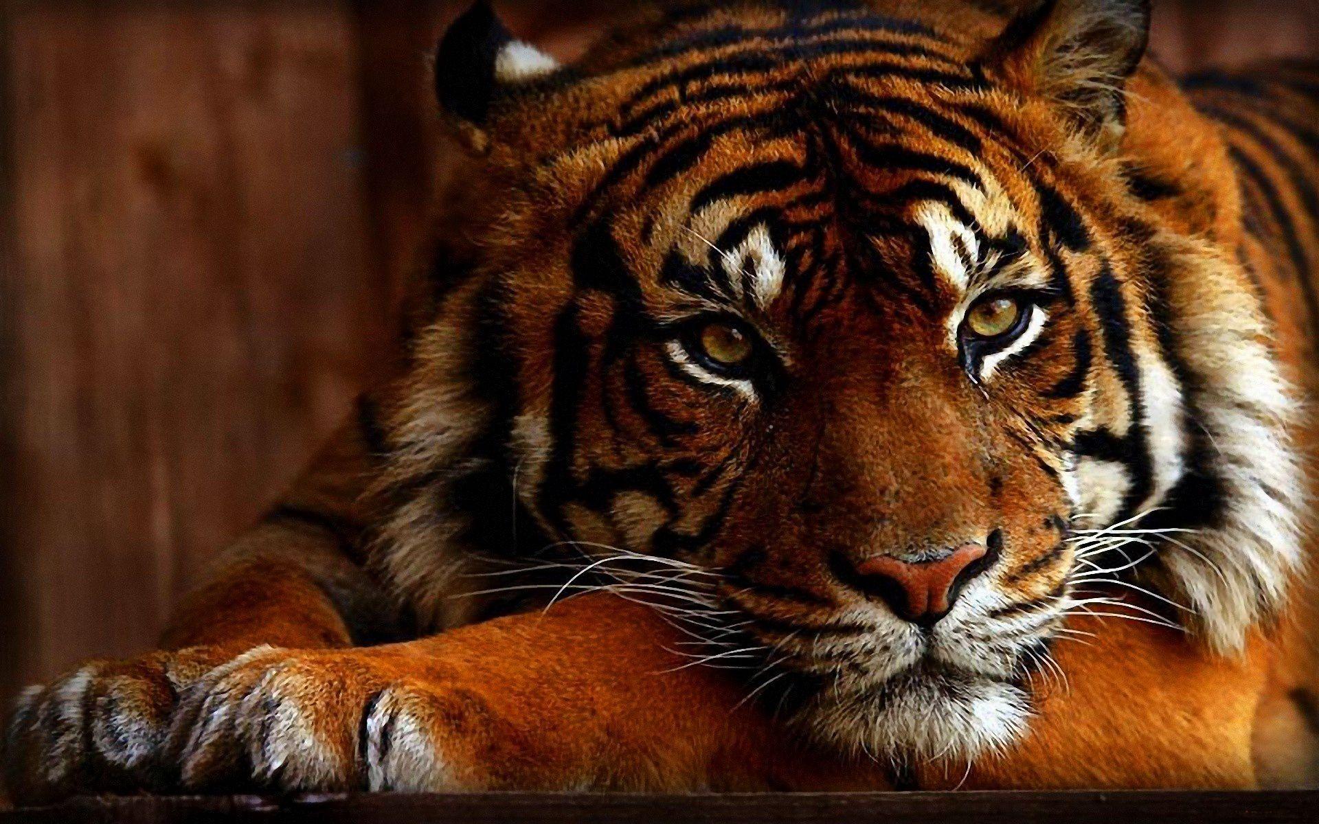 Tiger Face HD Wallpaper 20547 - Baltana