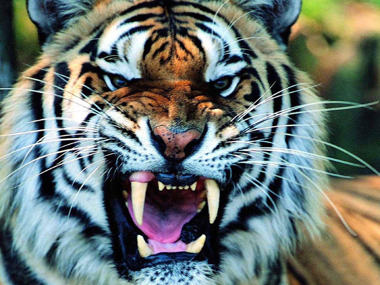 1600x1200 Download HD Wallpaper: Tiger Face Long Sharp Teeth HD Animal