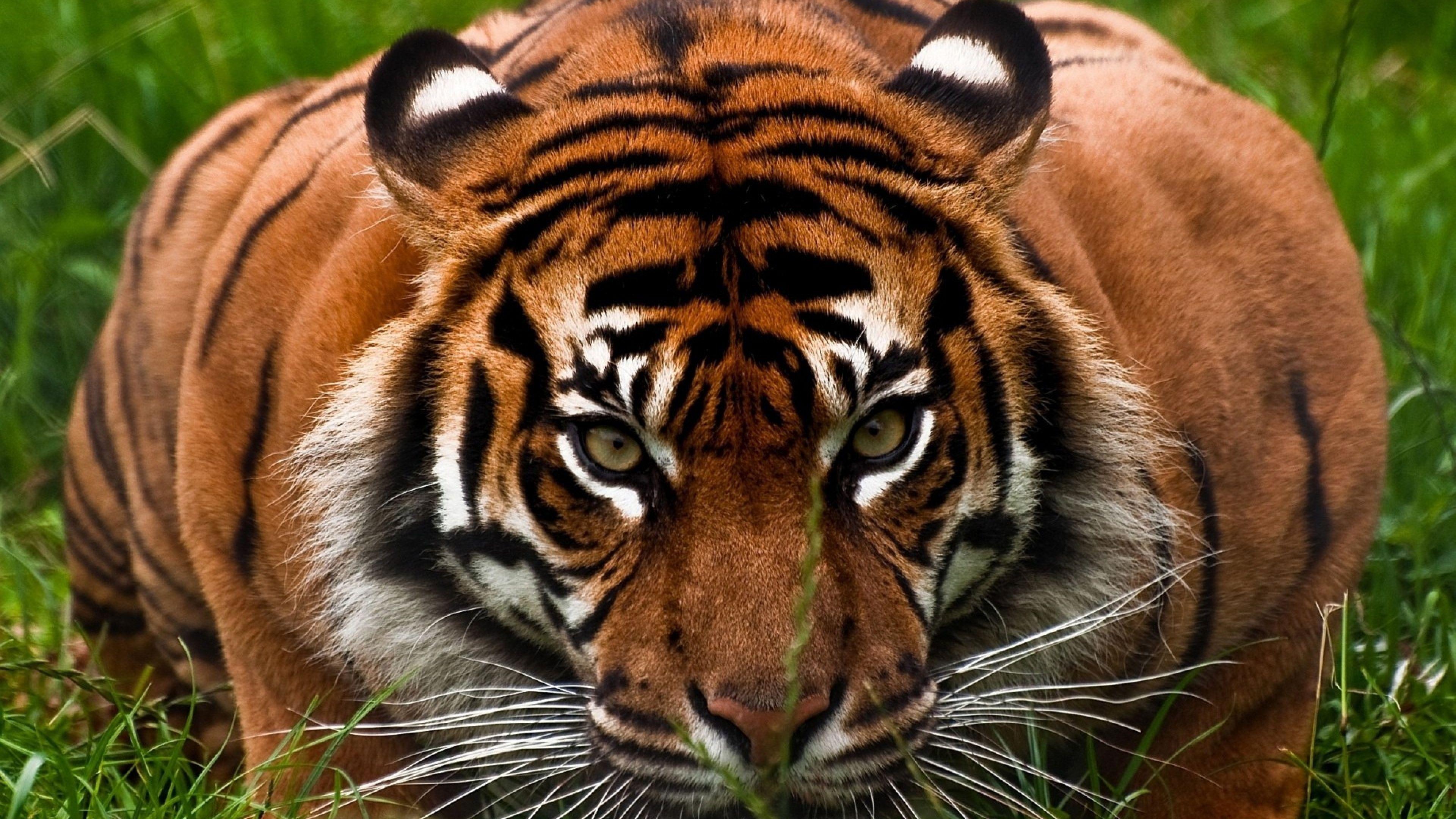Tiger face Wallpapers Download | MobCup