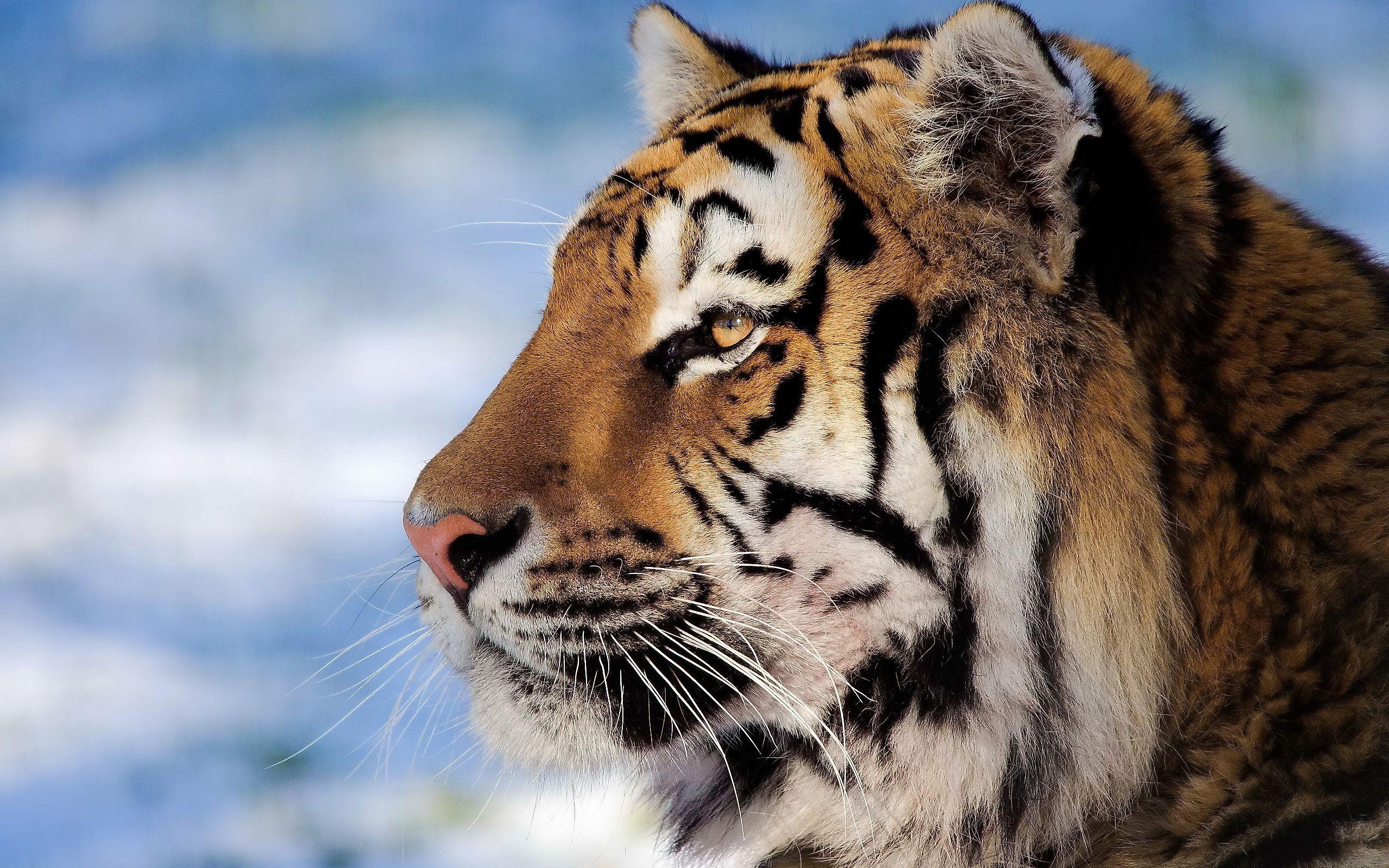 2560x1600 Closeup Tiger Face