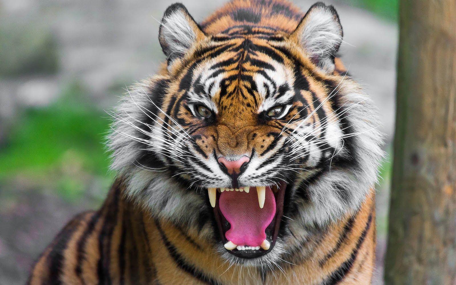 1600x1000 angry tiger face. Tiger picture, Tiger roaring, Tiger image