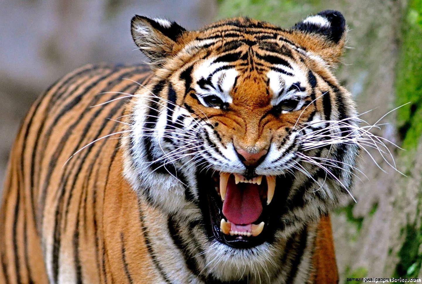 1440x970 Angry Tiger Face Wallpaper