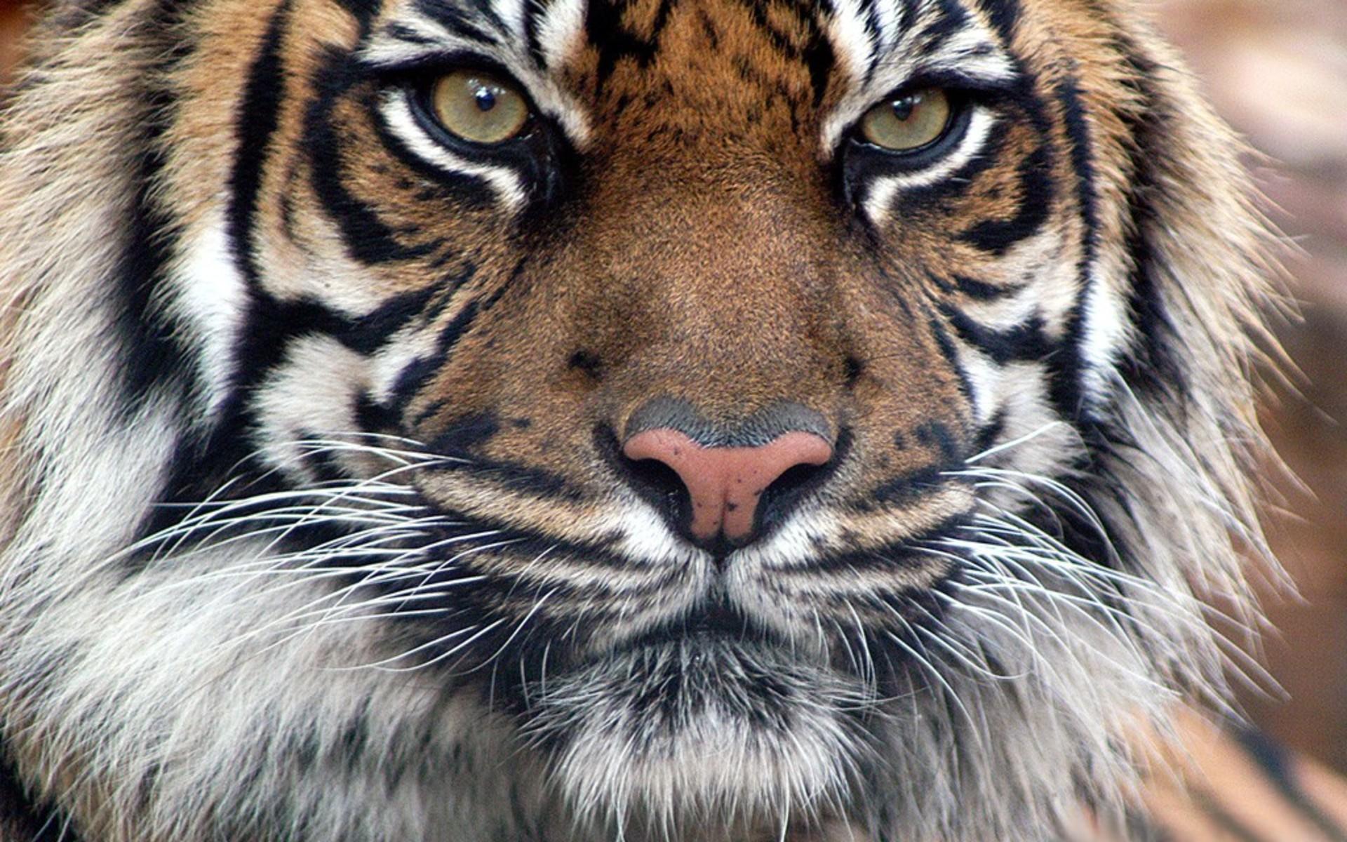 1920x1200 Bengal Tiger Face wallpaper