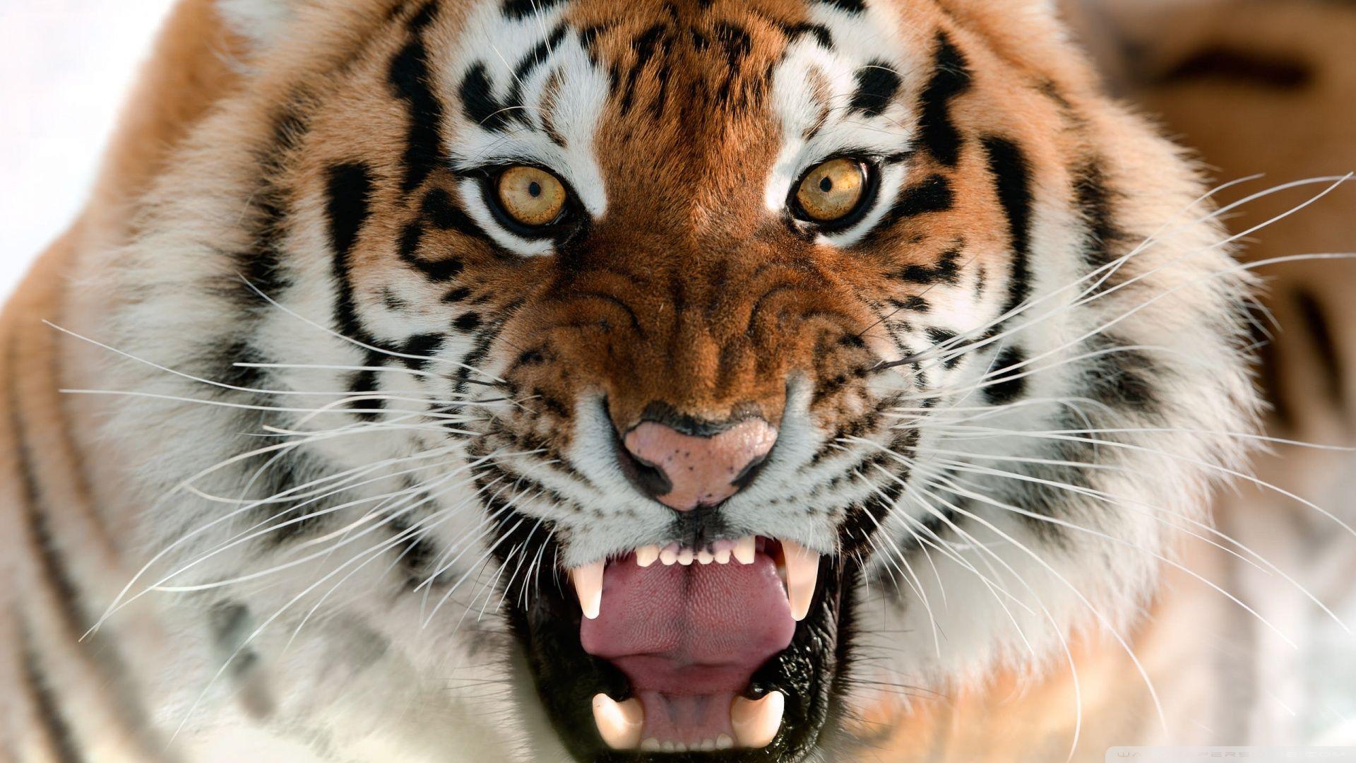 1920x1080 Tiger Roar Face Ultra HD Desktop Background Wallpaper for 4K UHD
