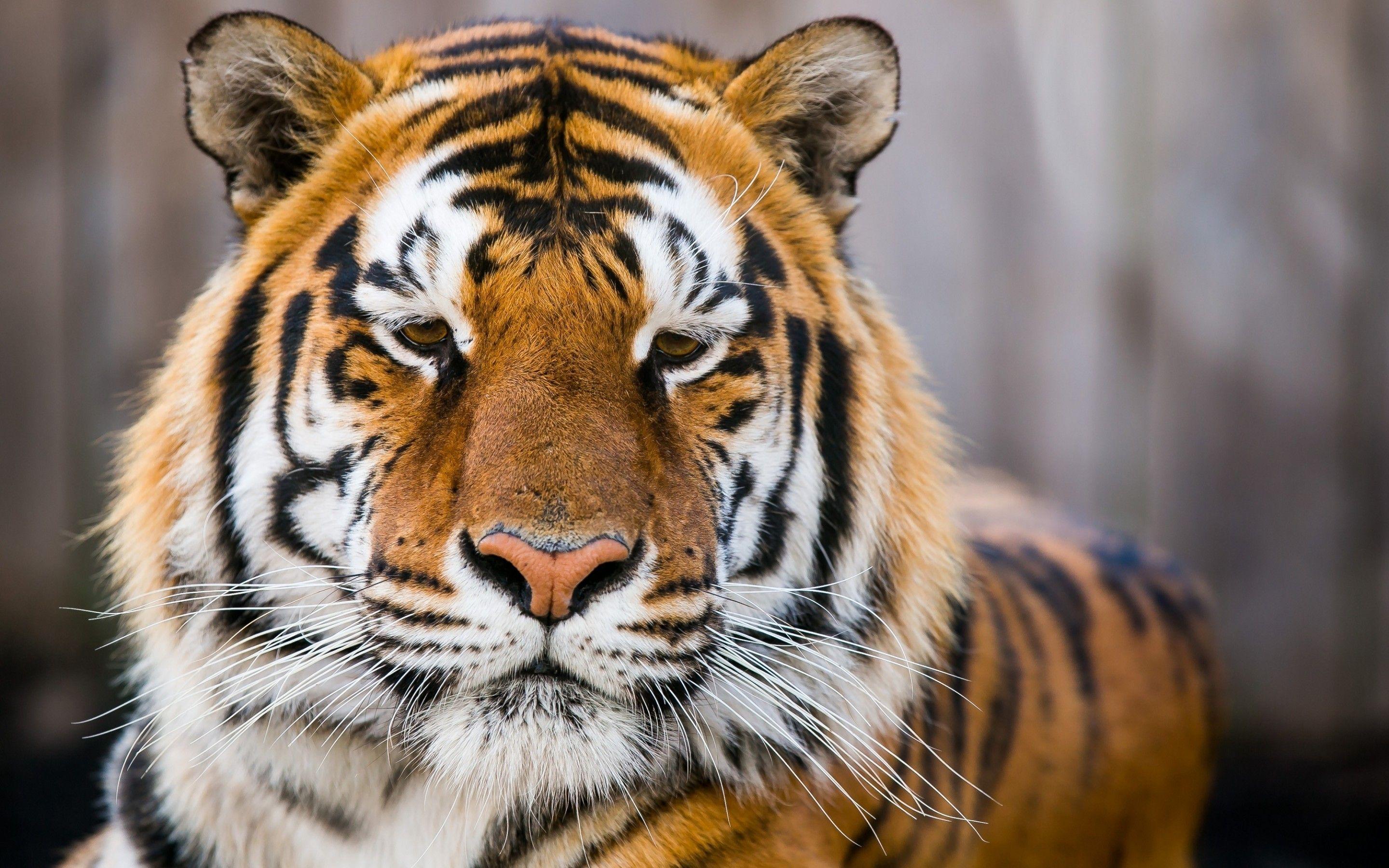 2880x1800 Wallpaper Tiger face, Wild Tiger, Closeup, HD, Animals