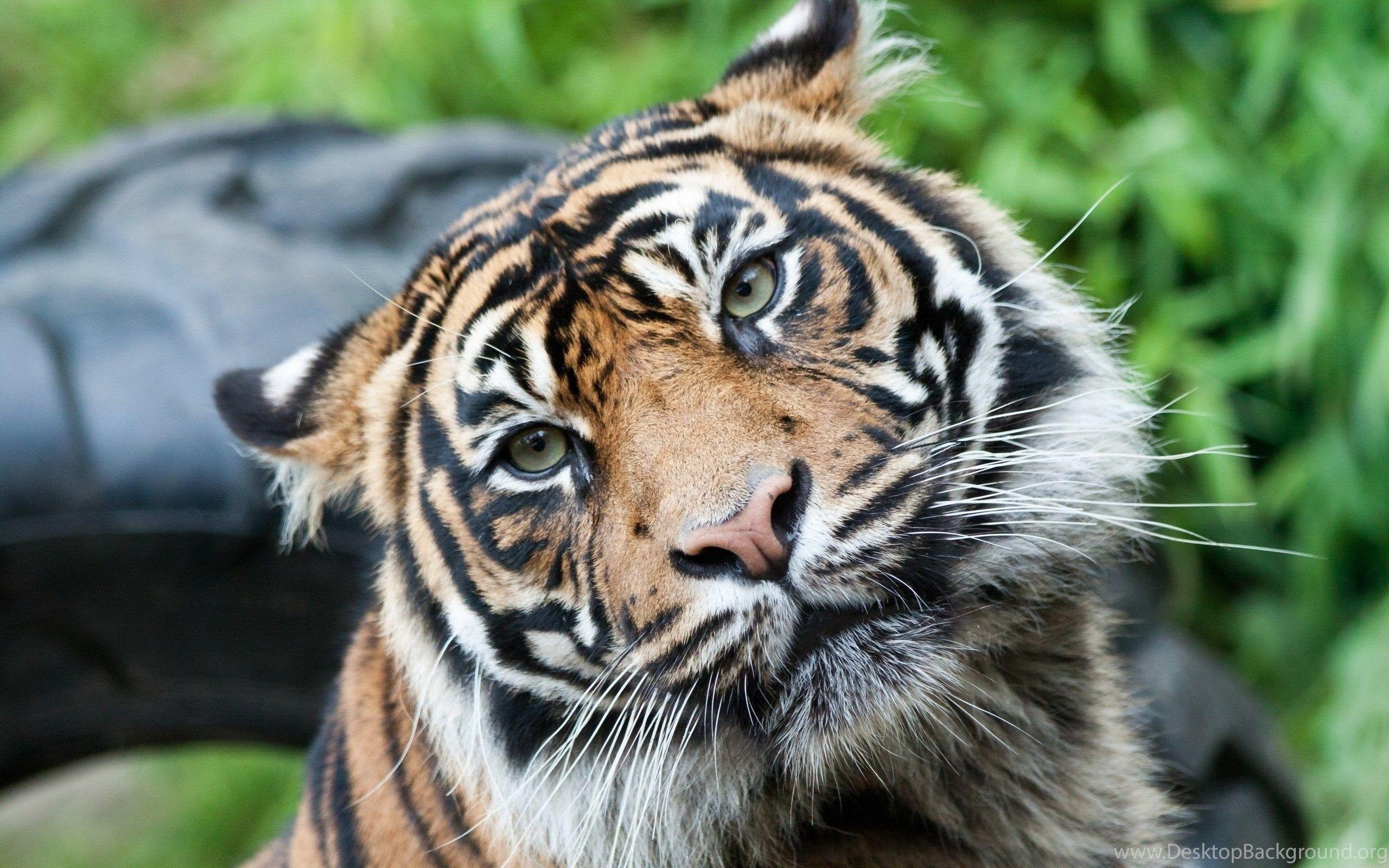 2560x1600 Tiger Face Wallpaper Desktop Background