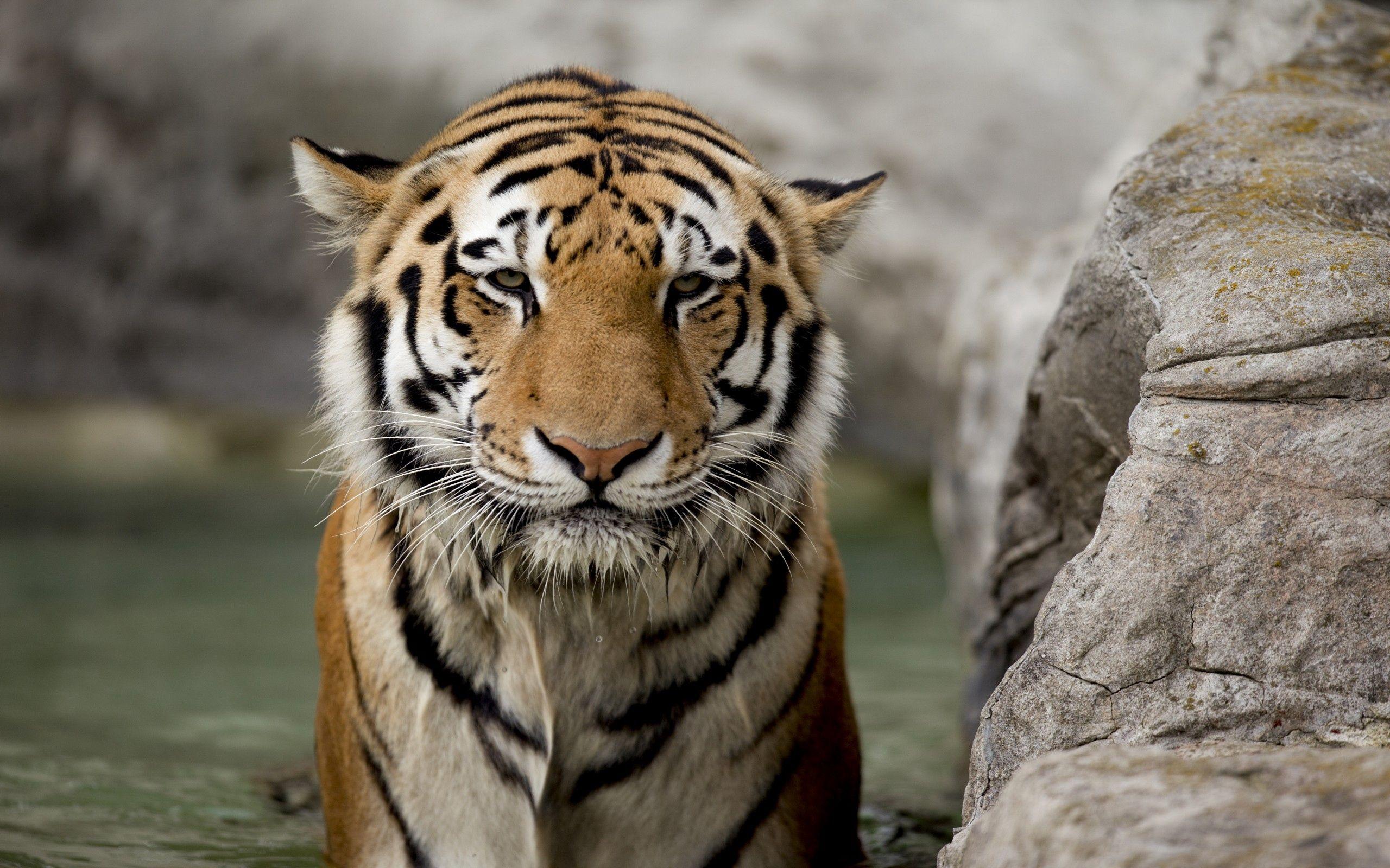 2560x1600 Download wallpaper 2560x1600 tiger, face, stone, big cat HD background