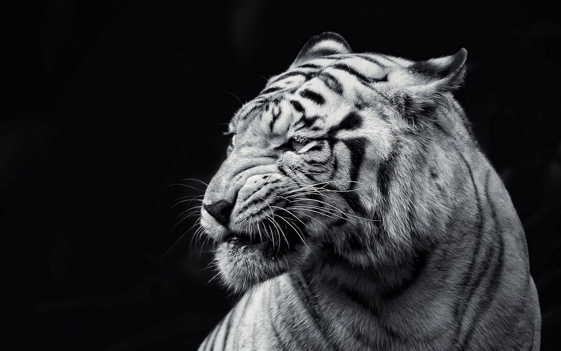 1920x1200 Download wallpaper 1920x1200 tiger, face, eyes, black and white