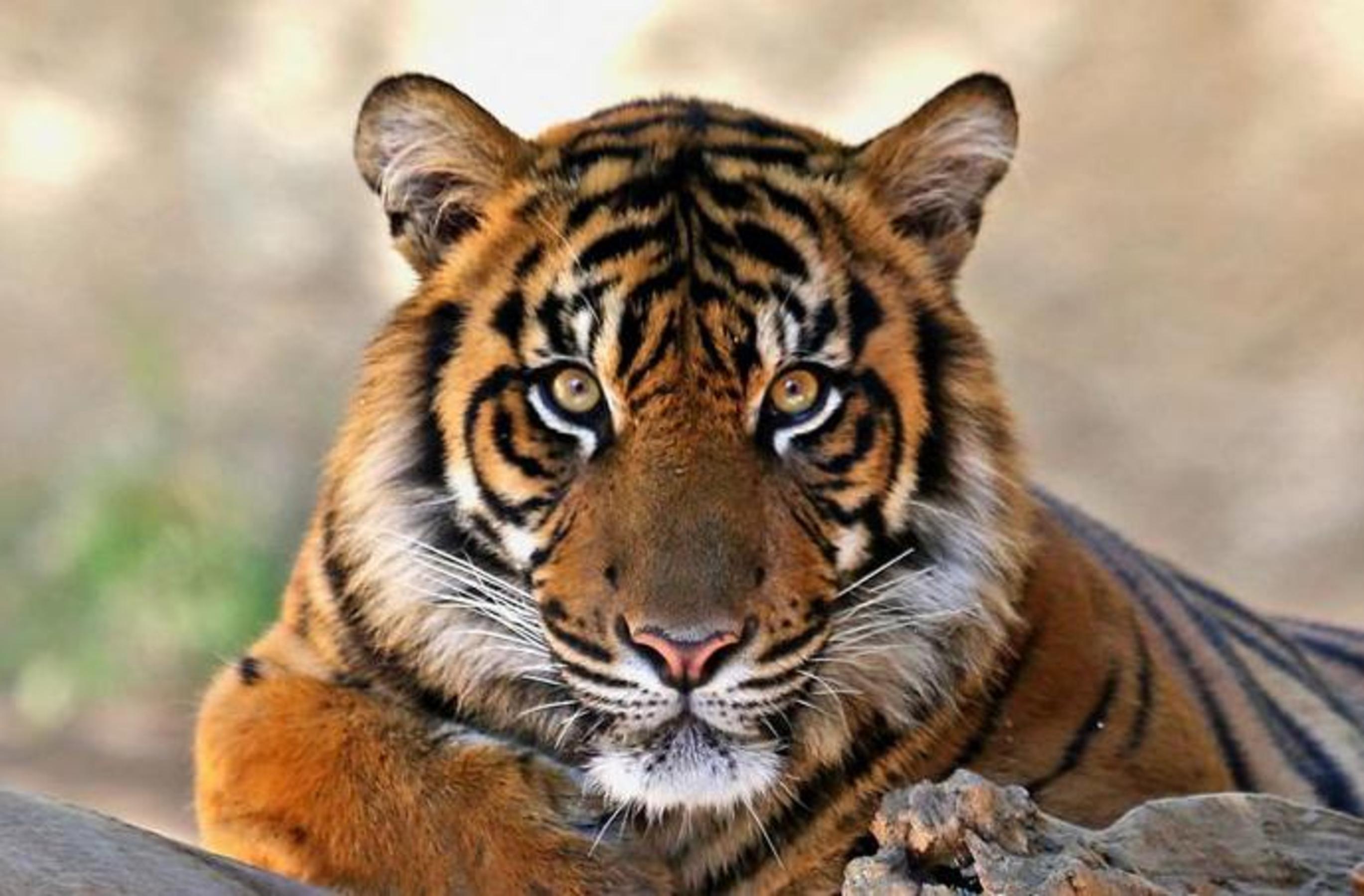 2738x1800 Tiger Face Wallpaper (1920x1080)