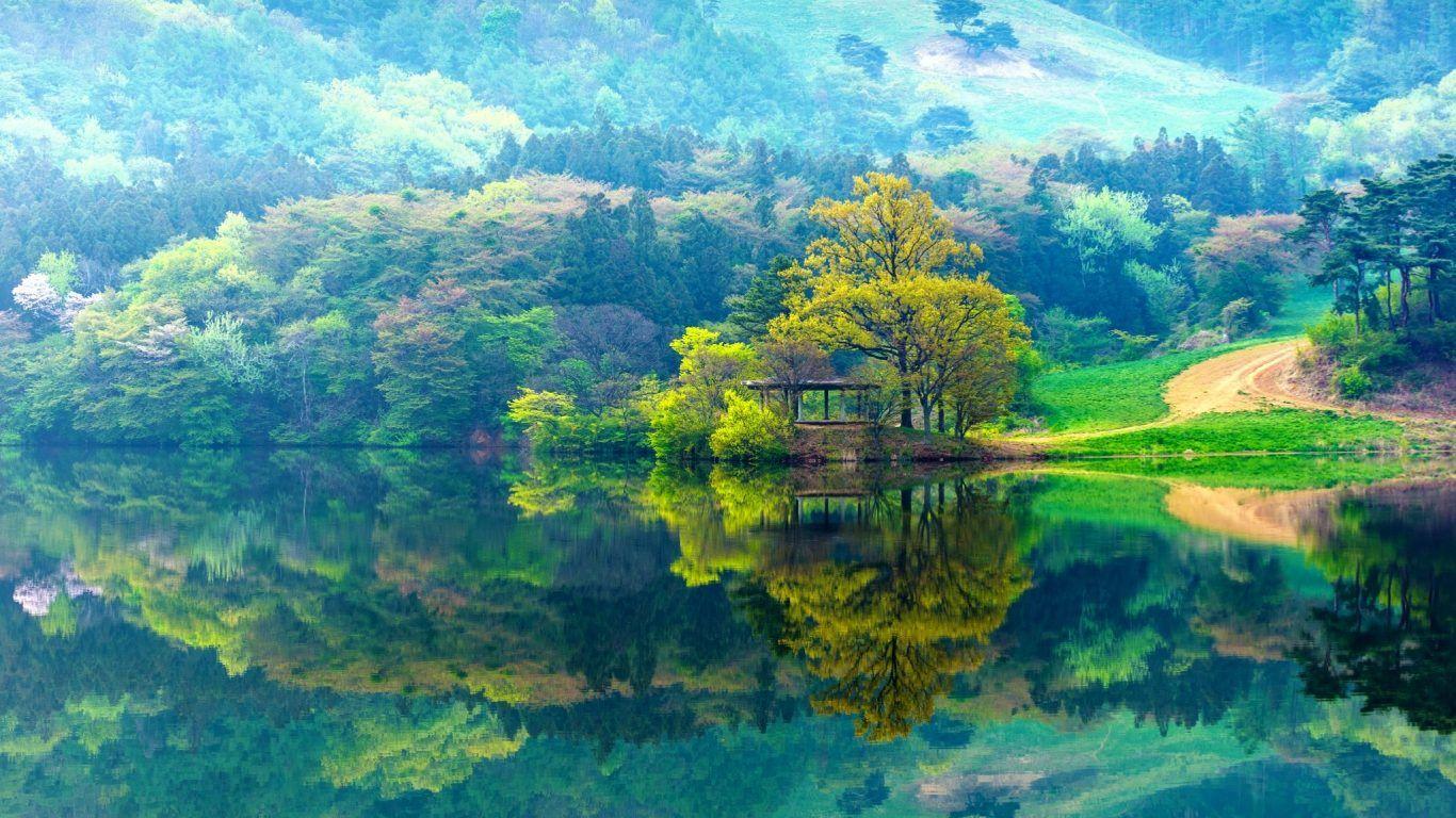 1366x768 Lakes: Yongbiji Reserve Trees Beautiful Seosan Spring Lakes