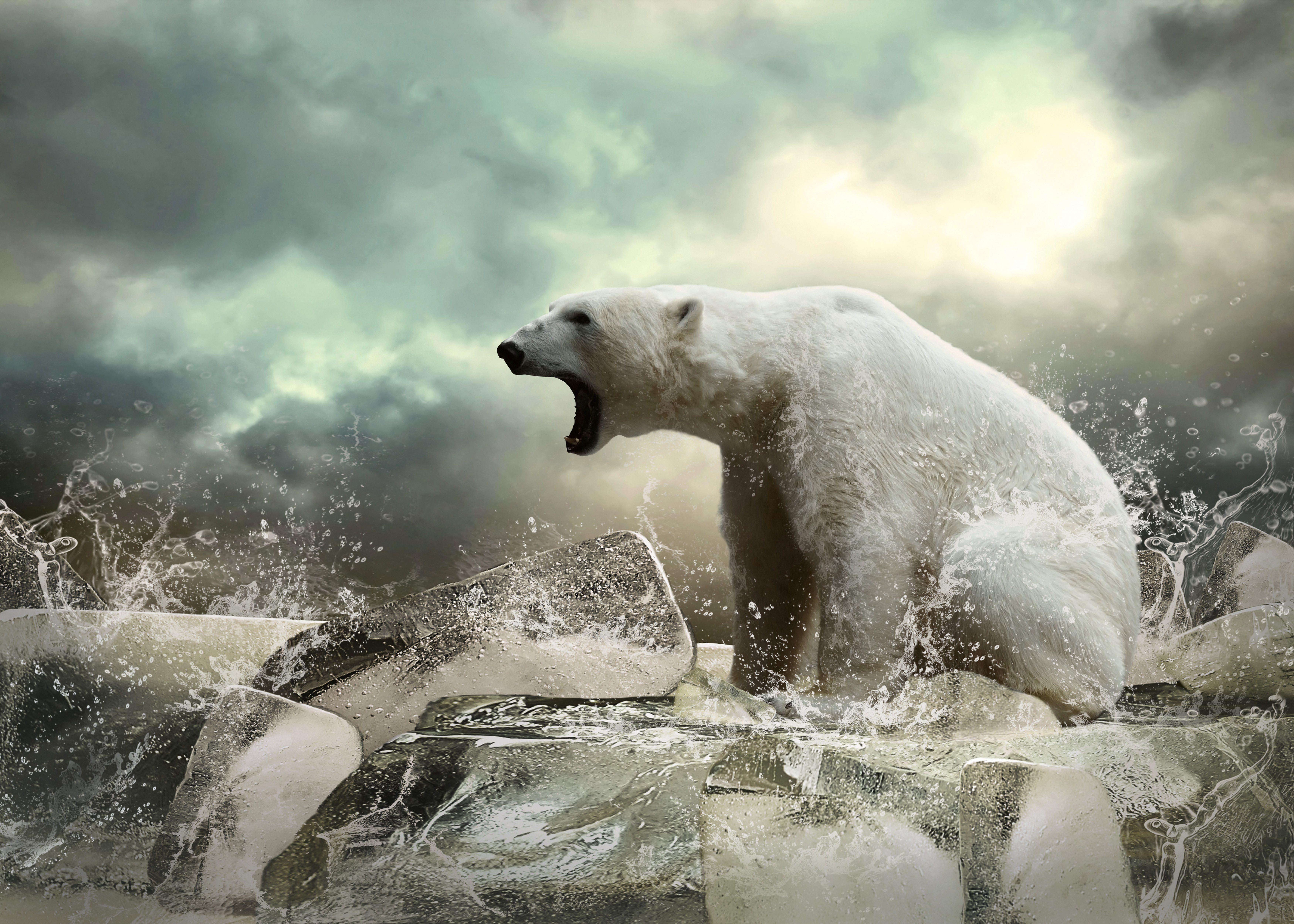 7000x5000 Polar bear animal bear ice wallpaperx5000