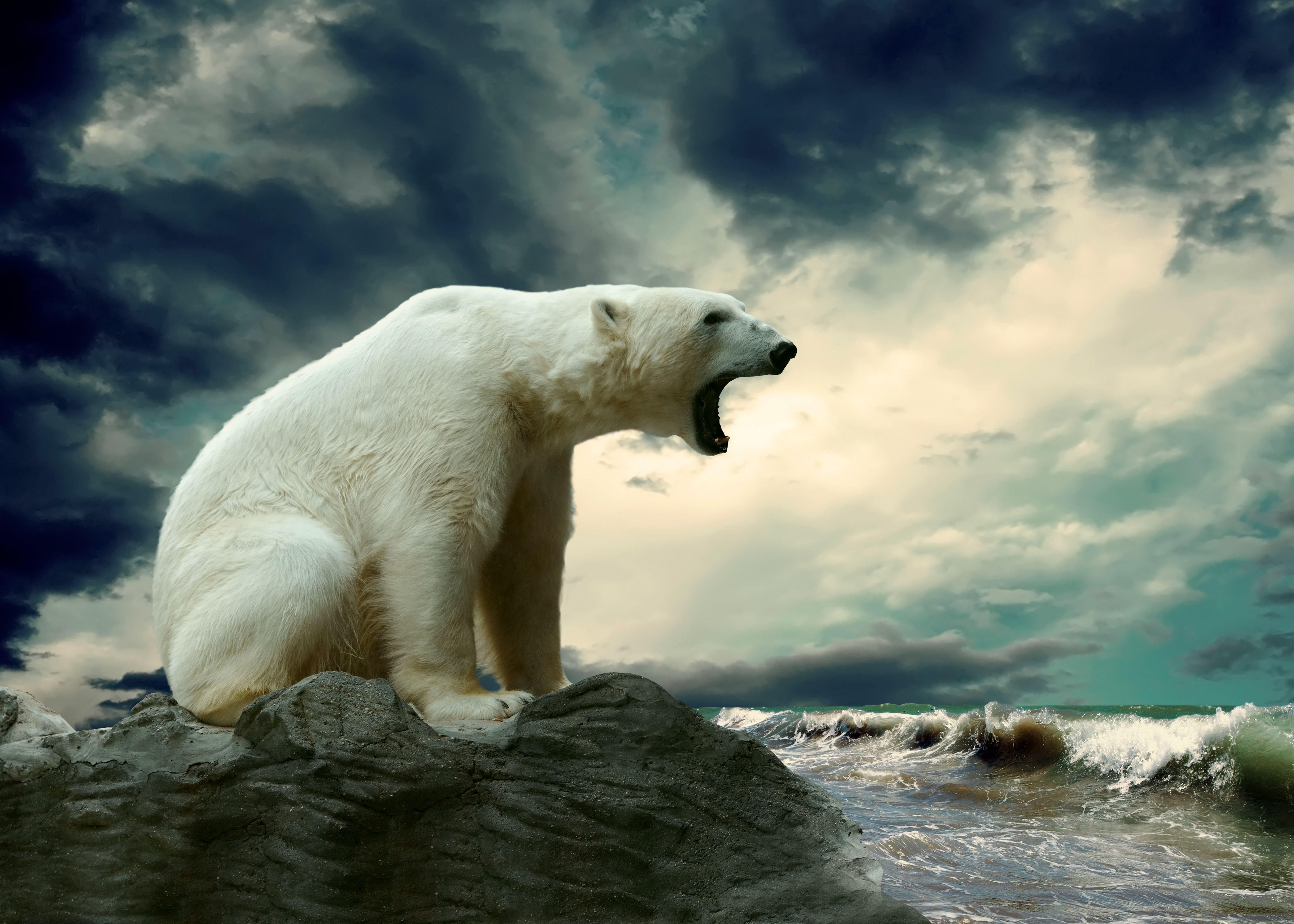 7000x5000 Bears Polar wallpaperx5000