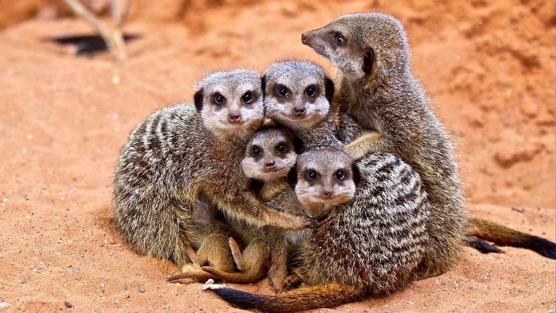 1920x1080 Meerkats Wallpaper