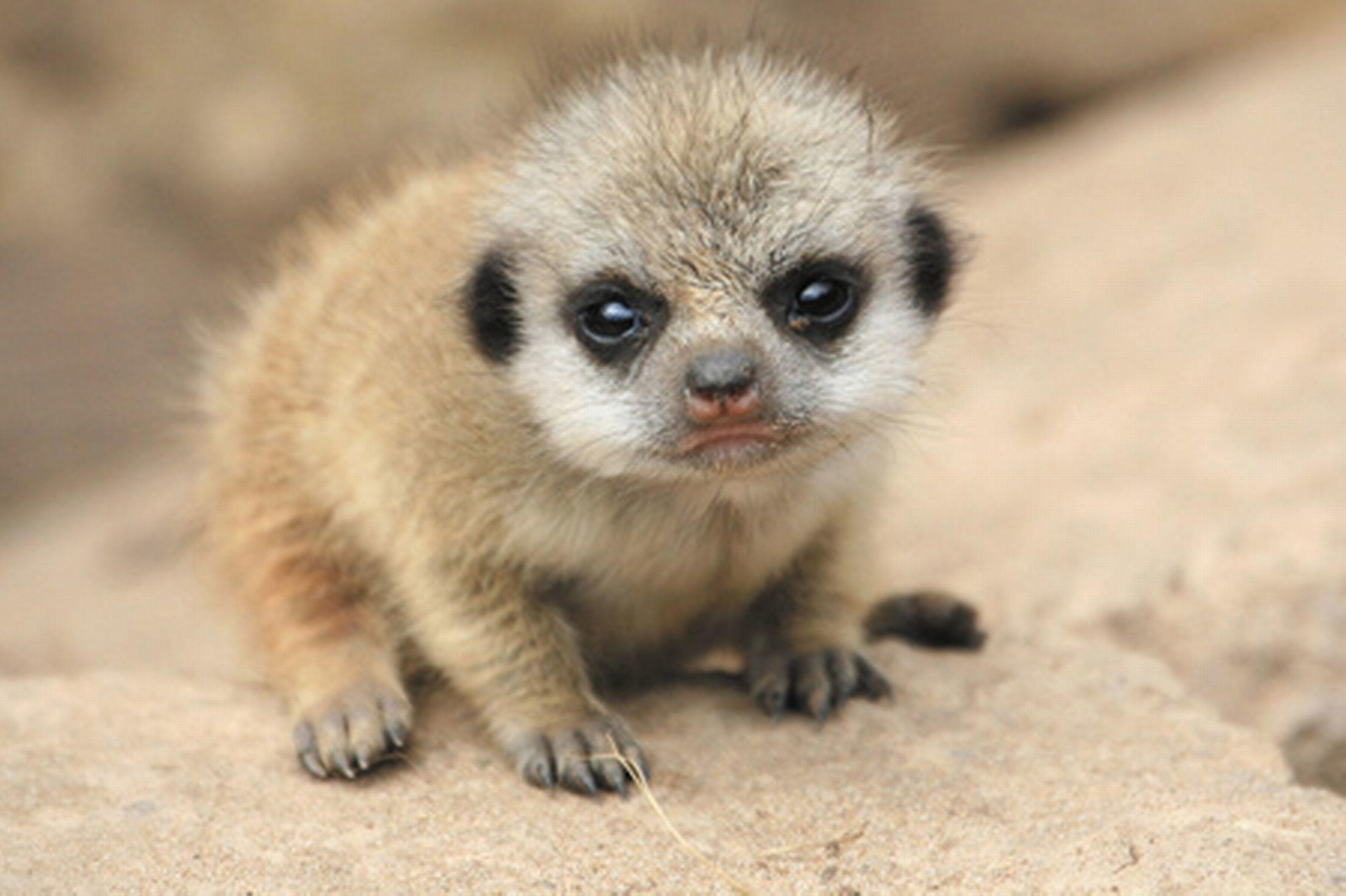 Baby Meerkats Wallpapers Top Free Baby Meerkats Backgrounds 