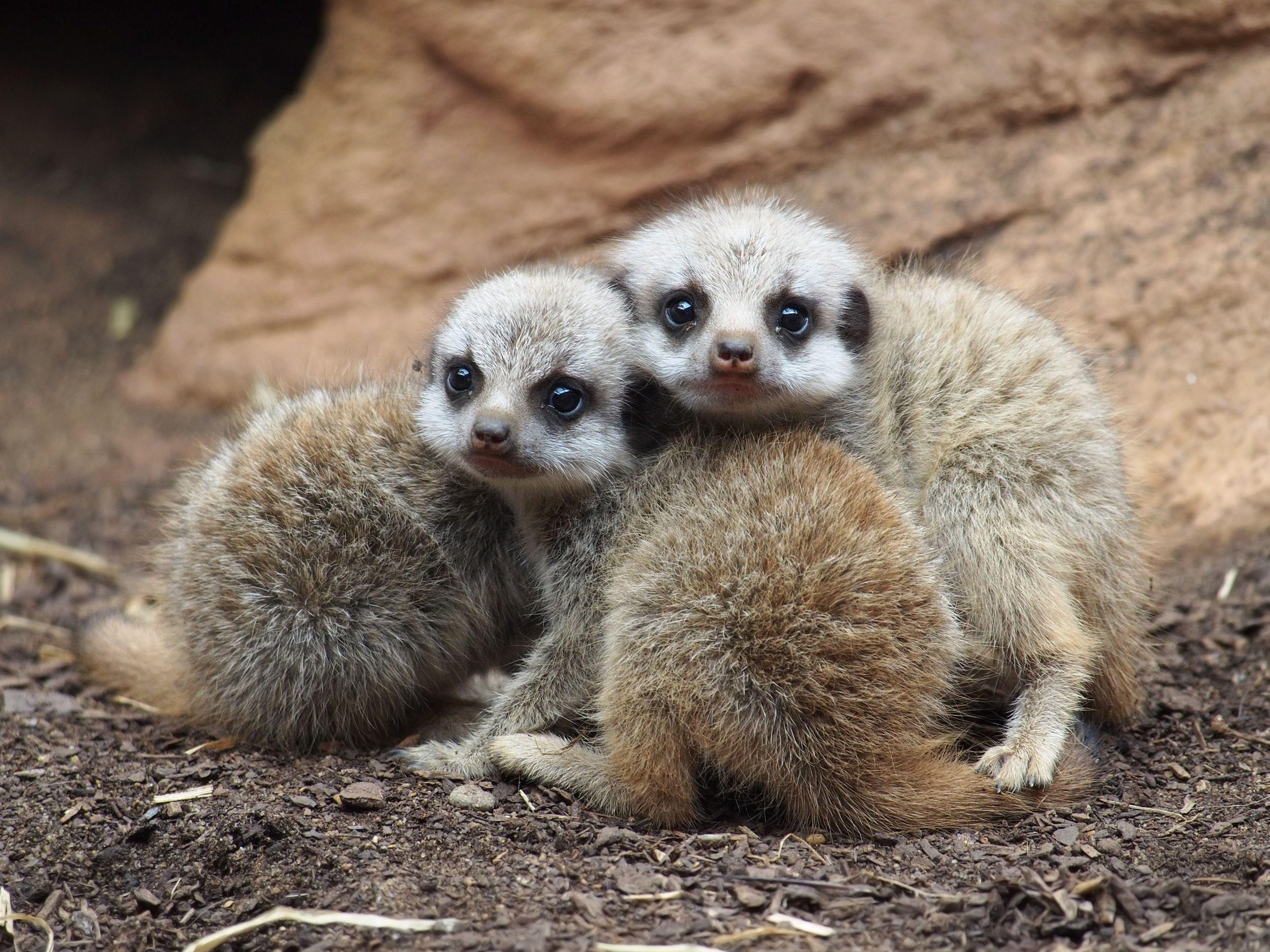 Baby Meerkats Wallpapers Top Free Baby Meerkats Backgrounds 