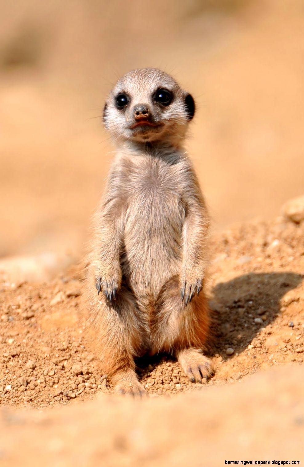 988x1520 Really Cute Baby Meerkats