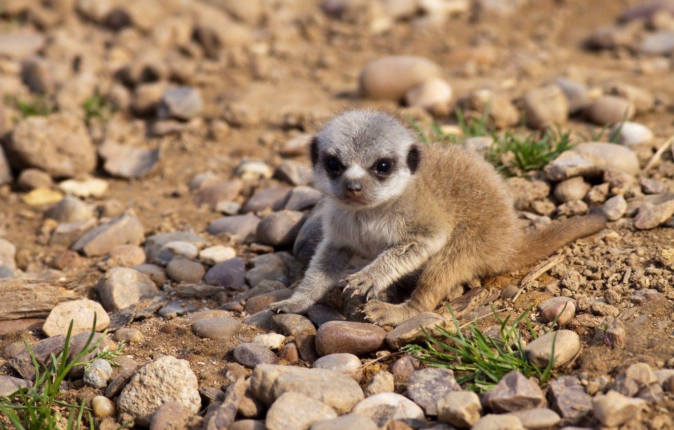 1332x850 Wallpaper meerkat, baby, cub image for desktop, section животные