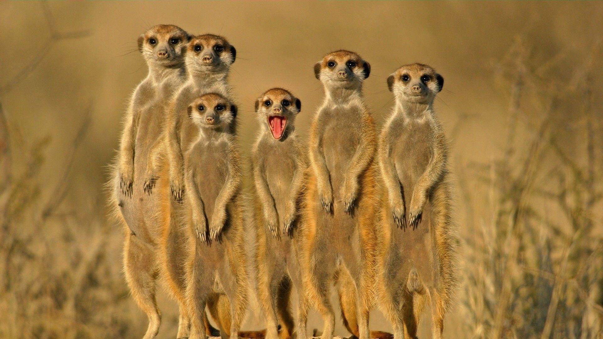 1920x1080 Meerkats Wallpaper