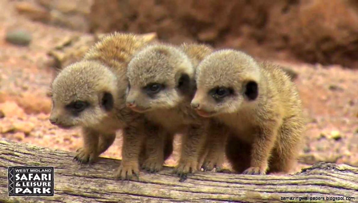 1190x676 Really Cute Baby Meerkats