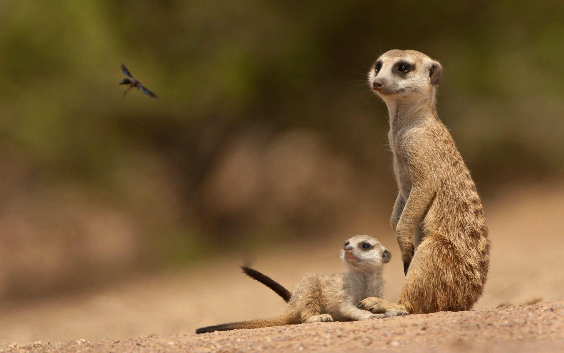 1920x1200 Parent and baby meerkat wallpaper download. Wallpaper