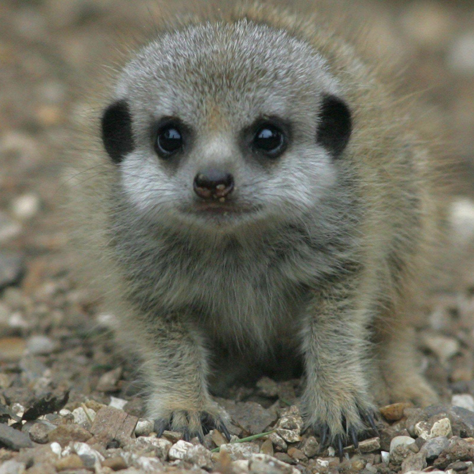 1600x1600 Man Steals Baby Meerkat From Zoo After Falling In Love With It