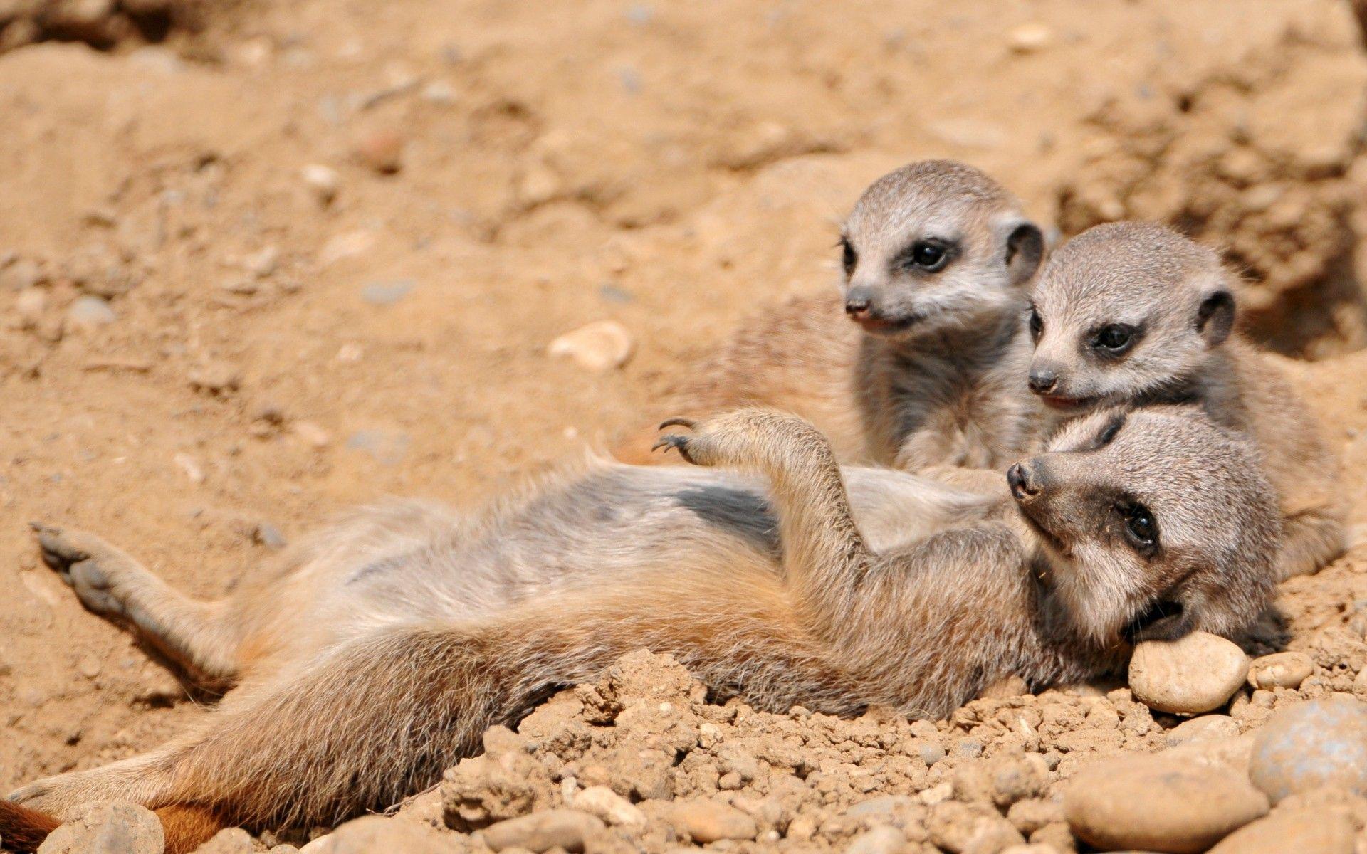1920x1200 Two baby meerkats and their mother wallpaper download