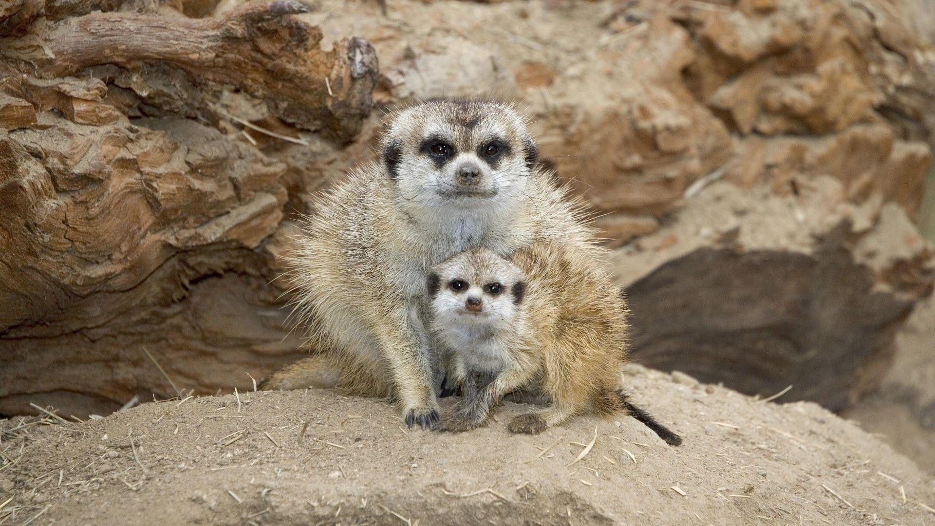 1920x1080 animals mother meerkats baby animals 1920x1080 wallpaper High
