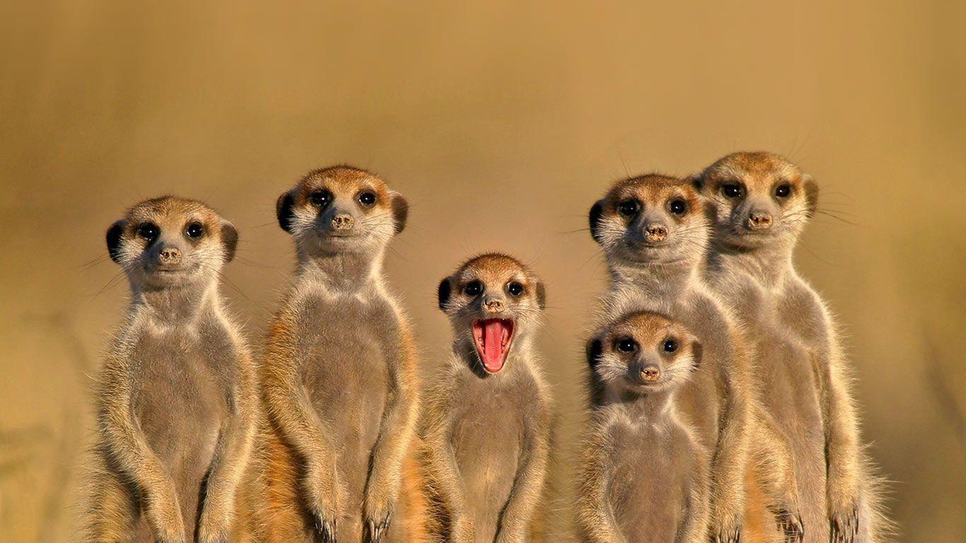 1366x768 Meerkats in Botswana Wallpaper. Botswana Safari Wallpaper, Botswana Wallpaper and Meerkats Botswana Wallpaper