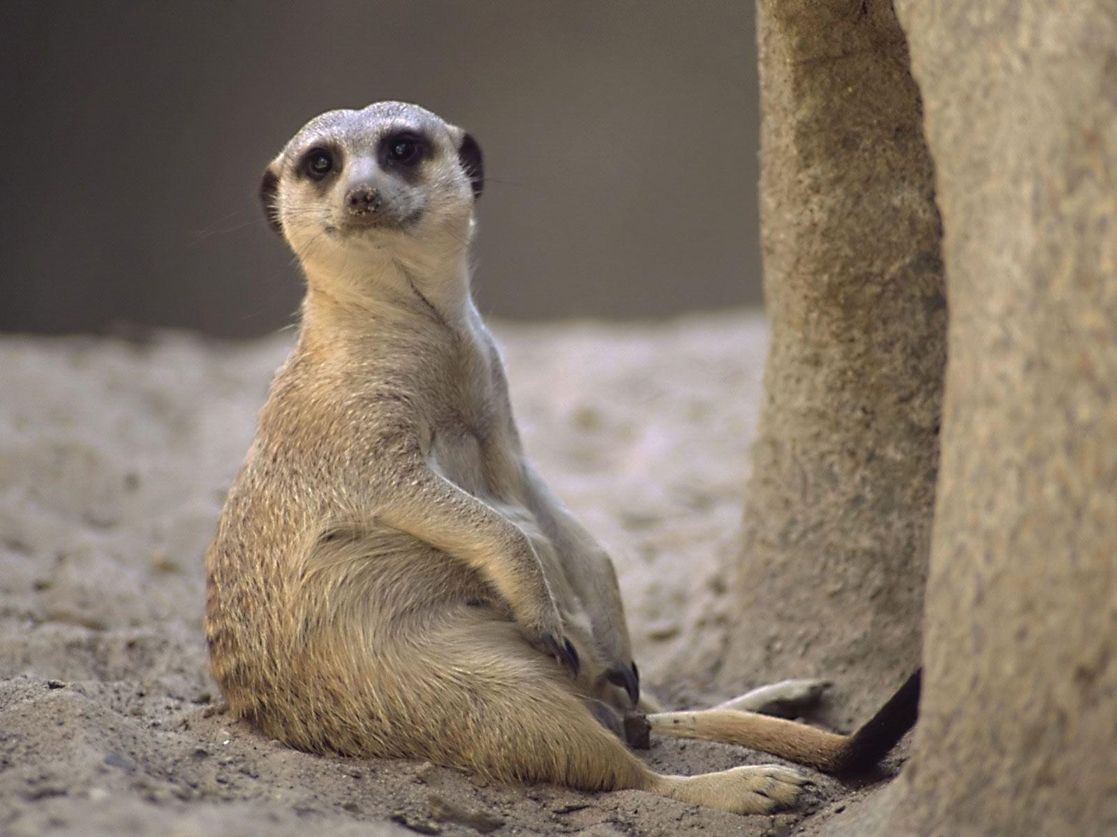 1600x1200 Free Meerkat Wallpaper for Android