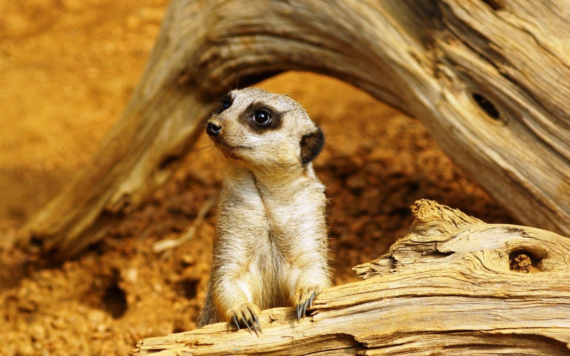 1920x1200 Meerkat Wallpaper
