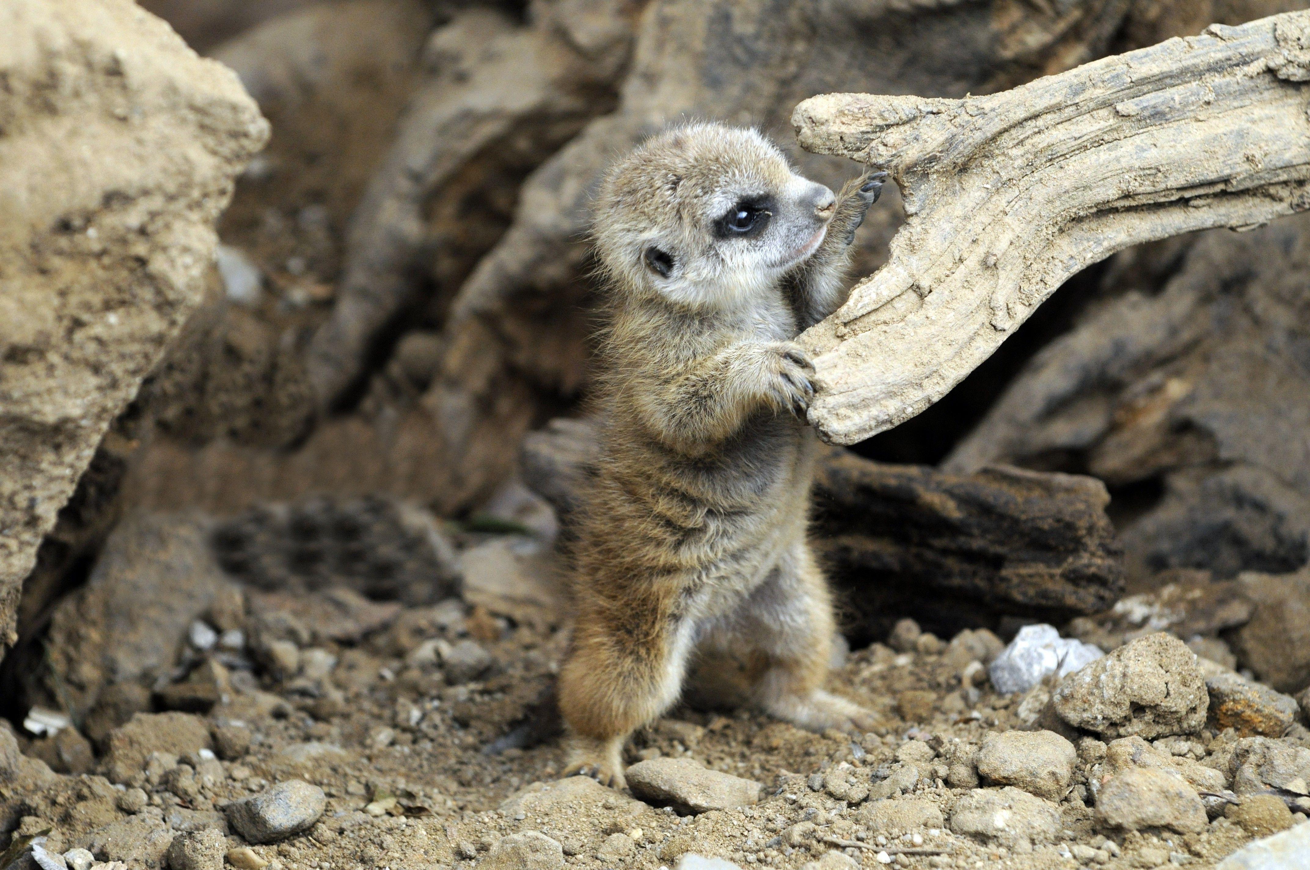 4288x2848 animals meerkats baby animals Wallpaper HD / Desktop and Mobile