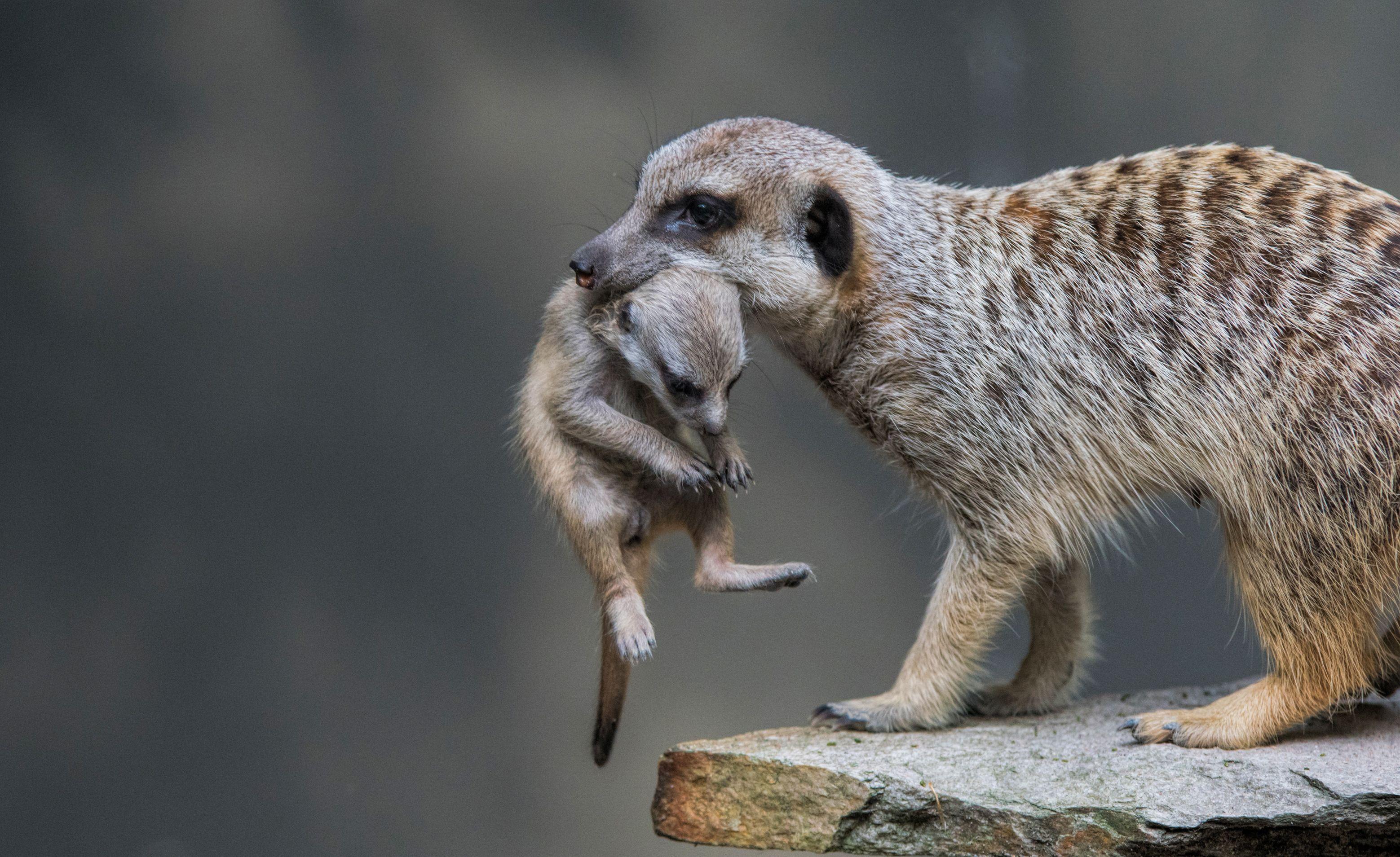 3117x1909 Meerkat HD Wallpaper